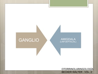 GANGLIO AMIGDALA
(LINFOEPITELIAL)
OTORRINOLARINGOLOGÍA
BECKER WALTER . VOL. 2
 