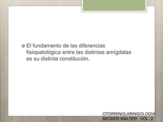  El fundamento de las diferencias
fisiopatológica entre las distintas amígdalas
es su distinta constitución.
OTORRINOLARINGOLOGÍA
BECKER WALTER . VOL. 2
 