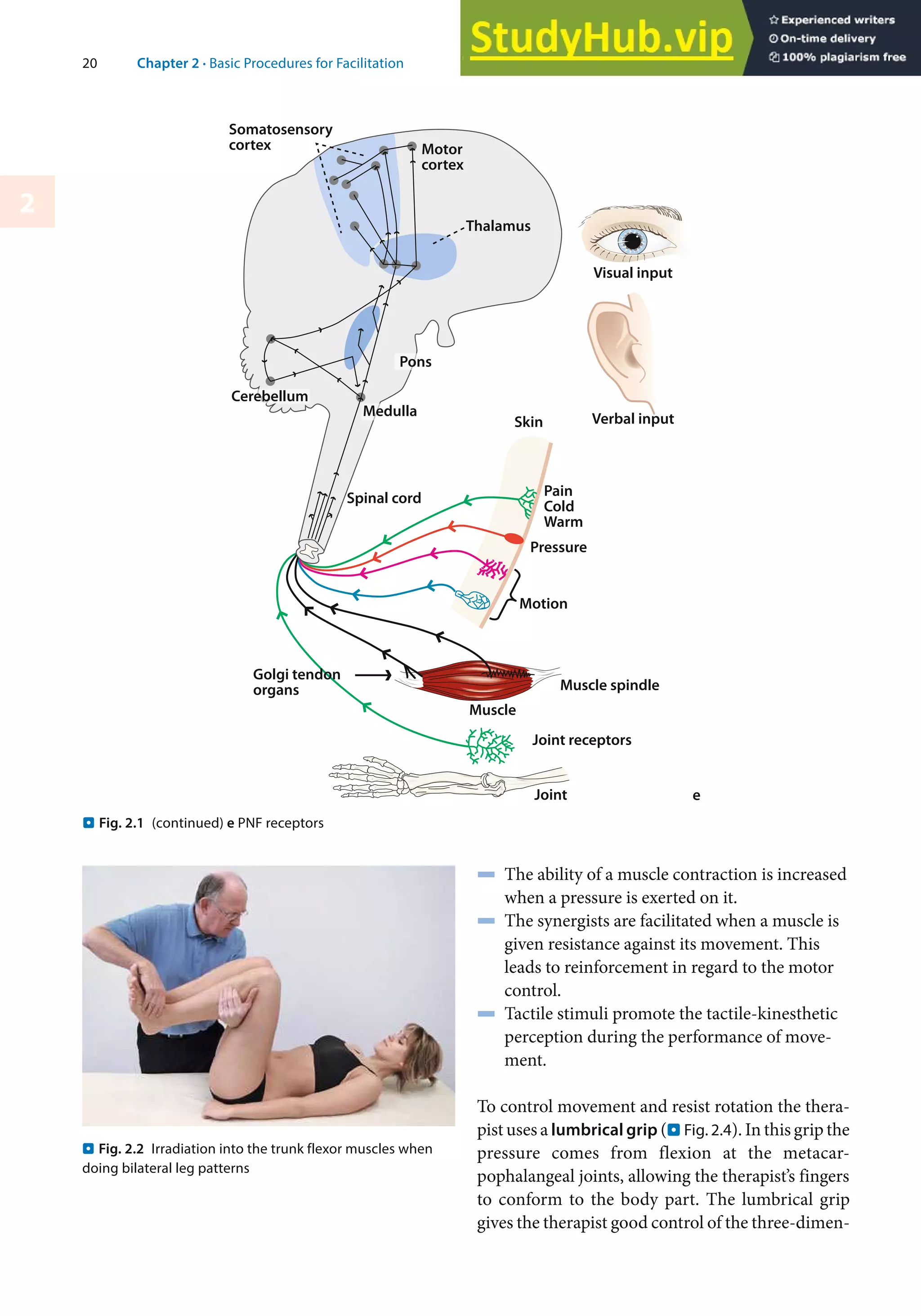 An Illustrated Guide PNF In Practice Fourth Edition | PDF