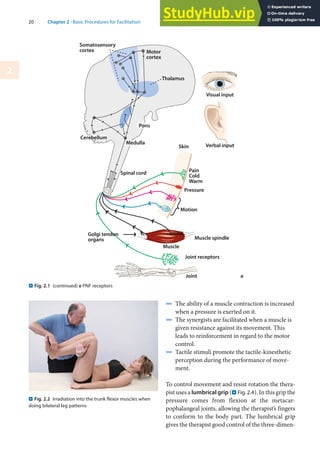 20 Chapter 2 · Basic Procedures for Facilitation
2
4 The ability of a muscle contraction is increased
when a pressure is exerted on it.
4 The synergists are facilitated when a muscle is
given resistance against its movement. This
leads to reinforcement in regard to the motor
control.
4 Tactile stimuli promote the tactile-kinesthetic
perception during the performance of move-
ment.
To control movement and resist rotation the thera-
pist uses a lumbrical grip (. Fig. 2.4). In this grip the
pressure comes from flexion at the metacar-
pophalangeal joints, allowing the therapist’s fingers
to conform to the body part. The lumbrical grip
gives the therapist good control of the three-dimen-
. Fig. 2.1 (continued) e PNF receptors
e
. Fig. 2.2 Irradiation into the trunk flexor muscles when
doing bilateral leg patterns
 