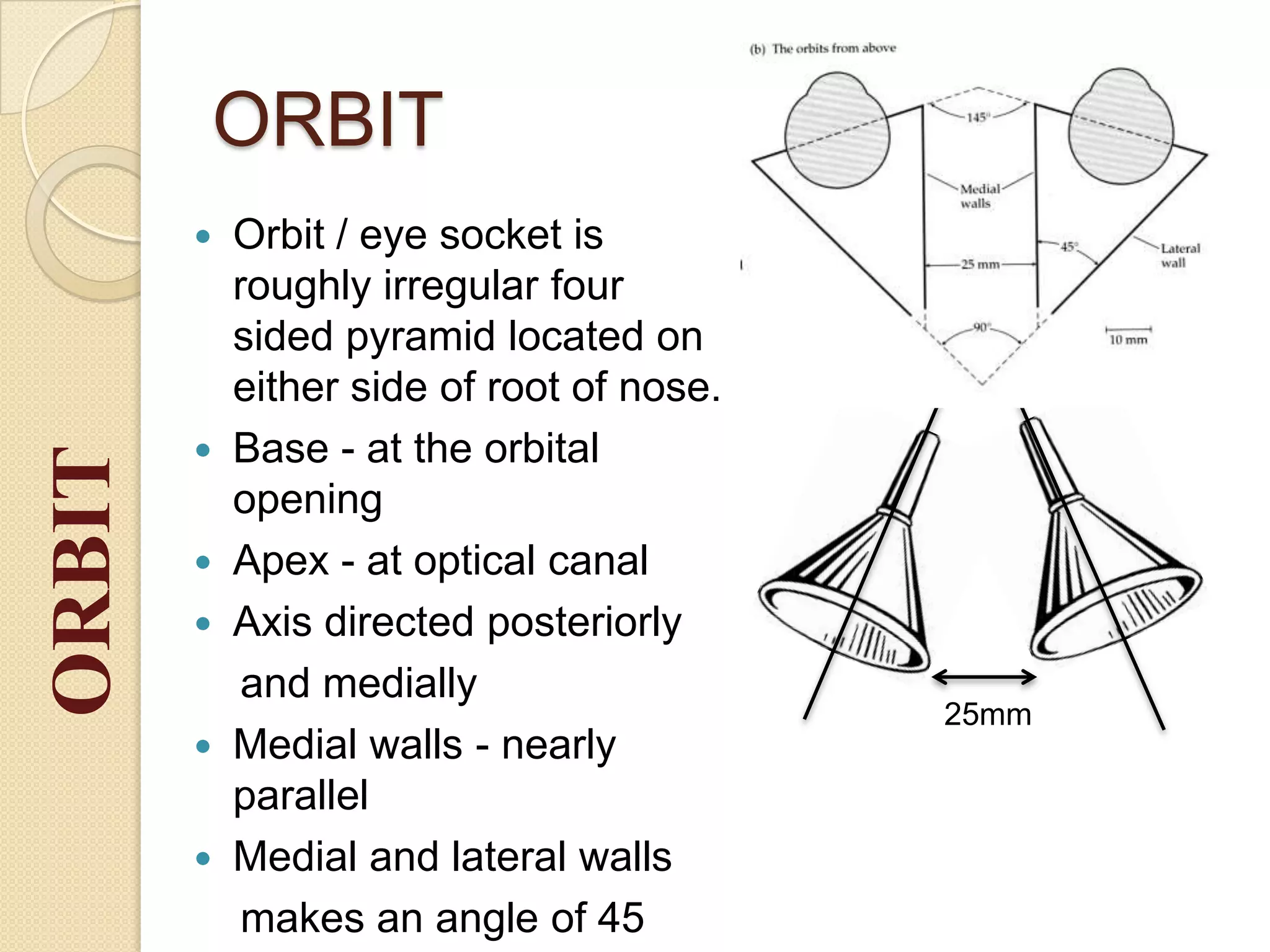 ORBITORBIT
 Orbit / eye socket is
roughly irregular four
sided pyramid located on
either side of root of nose.
 Base - at the orbital
opening
 Apex - at optical canal
 Axis directed posteriorly
and medially
 Medial walls - nearly
parallel
 Medial and lateral walls
makes an angle of 45
25mm
 