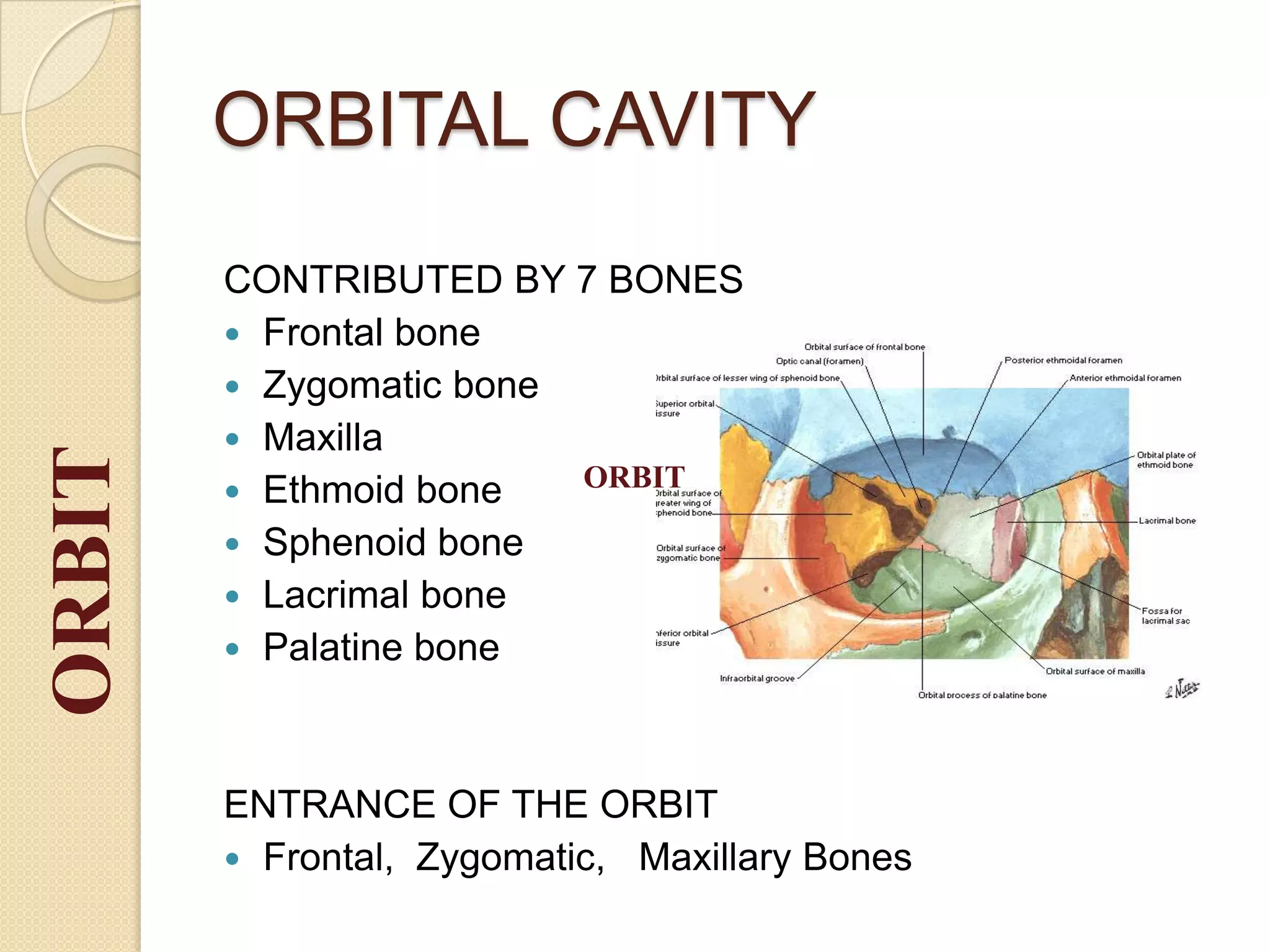 ORBITAL CAVITY
CONTRIBUTED BY 7 BONES
 Frontal bone
 Zygomatic bone
 Maxilla
 Ethmoid bone
 Sphenoid bone
 Lacrimal bone
 Palatine bone
ENTRANCE OF THE ORBIT
 Frontal, Zygomatic, Maxillary Bones
ORBIT
ORBIT
 