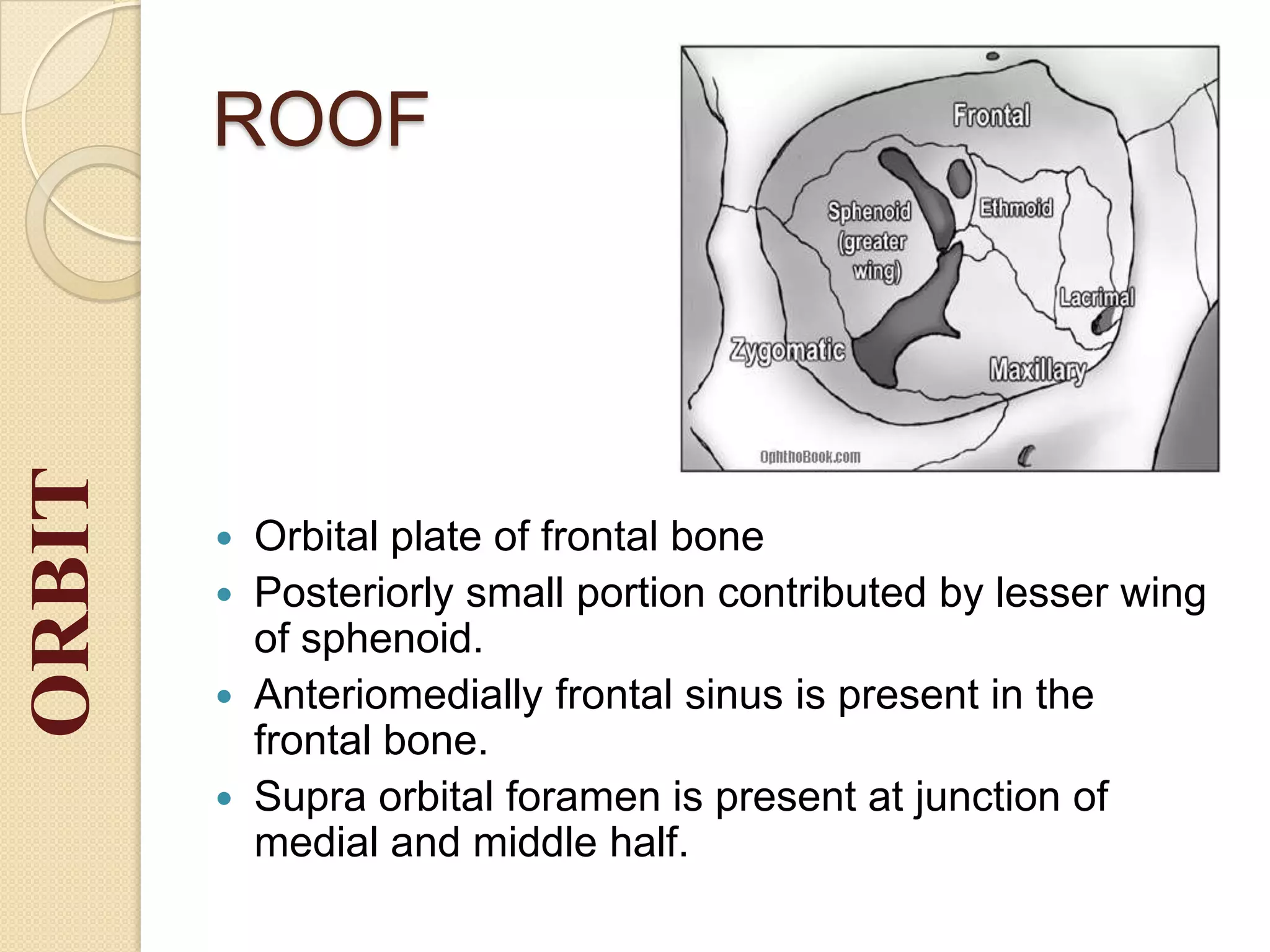 ROOF
 Orbital plate of frontal bone
 Posteriorly small portion contributed by lesser wing
of sphenoid.
 Anteriomedially frontal sinus is present in the
frontal bone.
 Supra orbital foramen is present at junction of
medial and middle half.
ORBIT
 