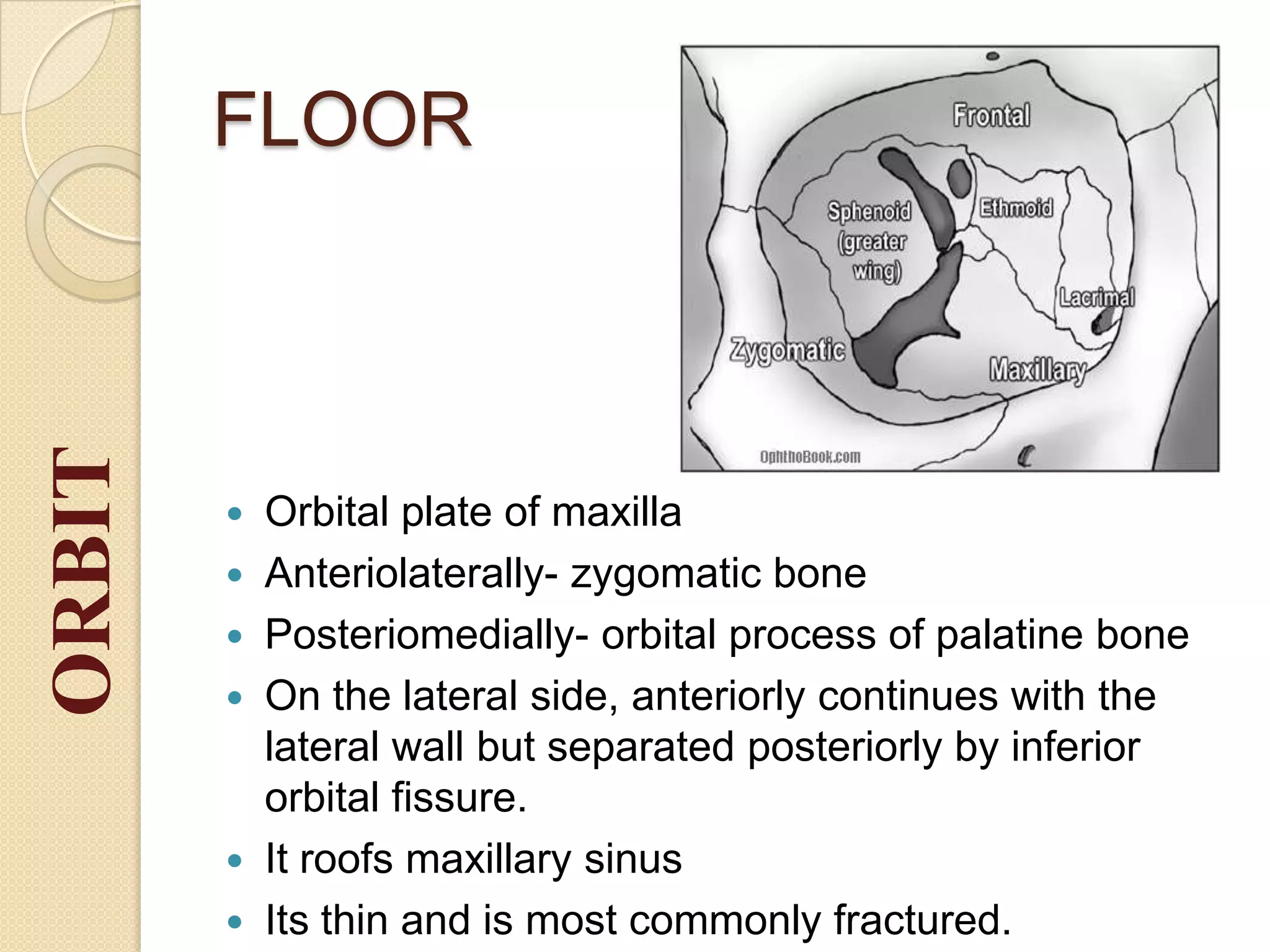 FLOOR
 Orbital plate of maxilla
 Anteriolaterally- zygomatic bone
 Posteriomedially- orbital process of palatine bone
 On the lateral side, anteriorly continues with the
lateral wall but separated posteriorly by inferior
orbital fissure.
 It roofs maxillary sinus
 Its thin and is most commonly fractured.
ORBIT
 
