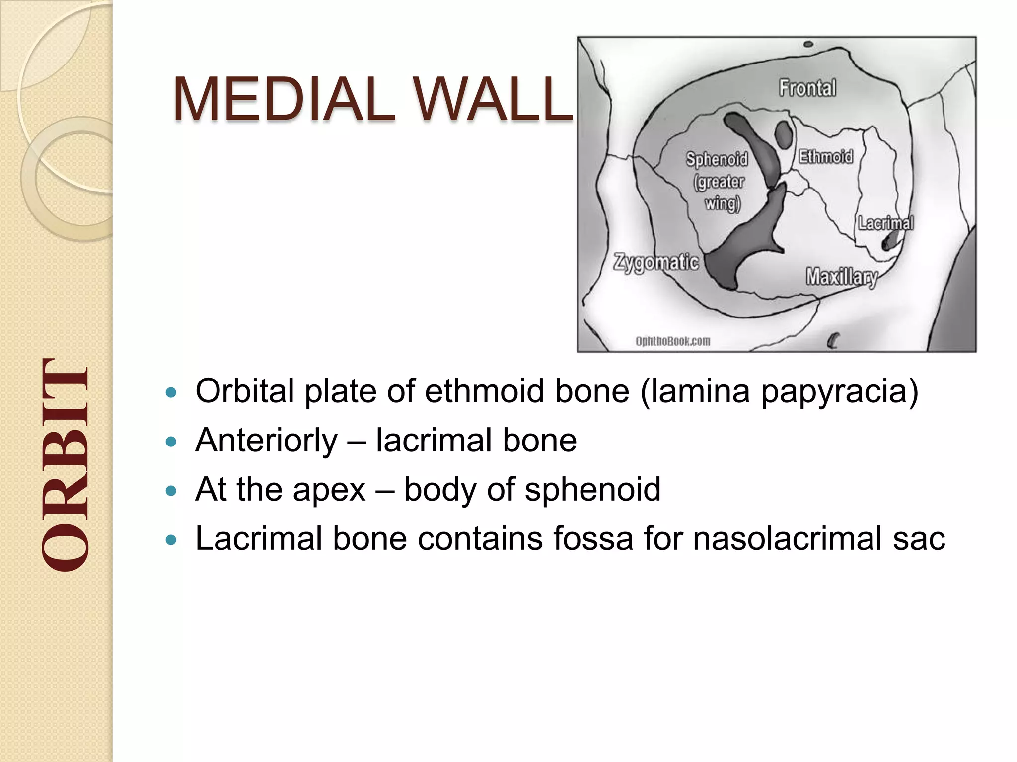 MEDIAL WALL
 Orbital plate of ethmoid bone (lamina papyracia)
 Anteriorly – lacrimal bone
 At the apex – body of sphenoid
 Lacrimal bone contains fossa for nasolacrimal sac
ORBIT
 
