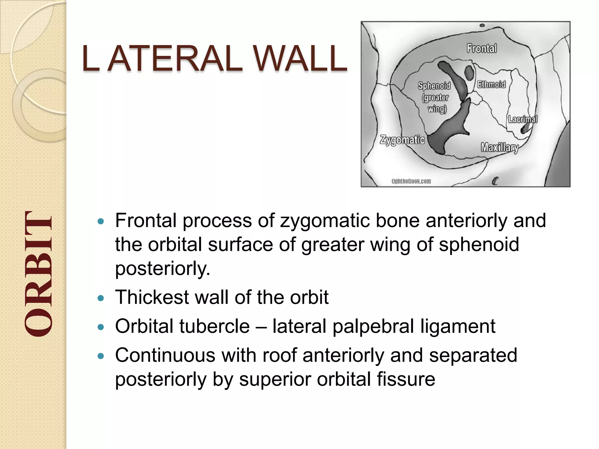 L ATERAL WALL
 Frontal process of zygomatic bone anteriorly and
the orbital surface of greater wing of sphenoid
posteriorly.
 Thickest wall of the orbit
 Orbital tubercle – lateral palpebral ligament
 Continuous with roof anteriorly and separated
posteriorly by superior orbital fissure
ORBIT
 