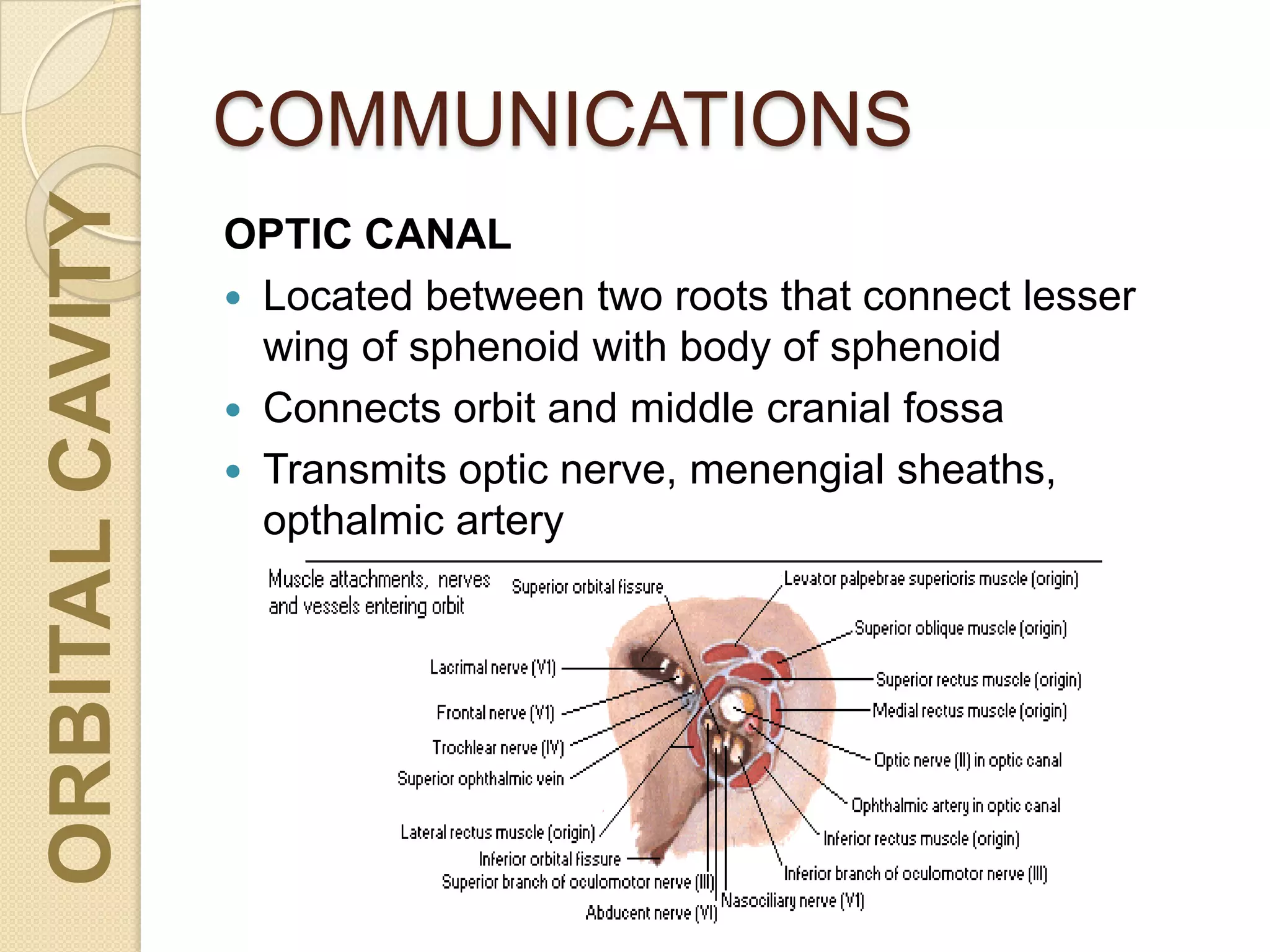 COMMUNICATIONSORBITALCAVITY
OPTIC CANAL
 Located between two roots that connect lesser
wing of sphenoid with body of sphenoid
 Connects orbit and middle cranial fossa
 Transmits optic nerve, menengial sheaths,
opthalmic artery
 
