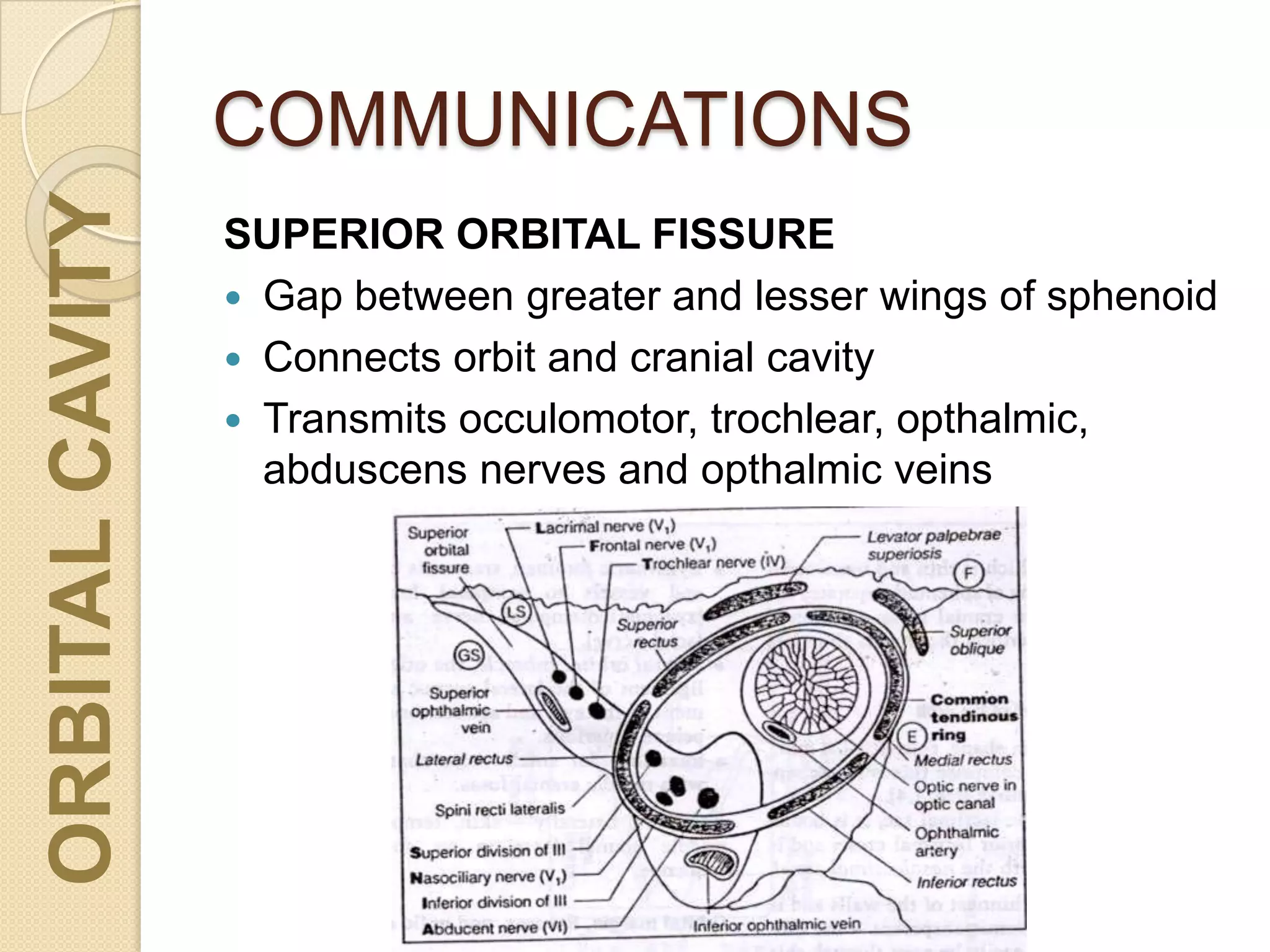 COMMUNICATIONSORBITALCAVITY
SUPERIOR ORBITAL FISSURE
 Gap between greater and lesser wings of sphenoid
 Connects orbit and cranial cavity
 Transmits occulomotor, trochlear, opthalmic,
abduscens nerves and opthalmic veins
 