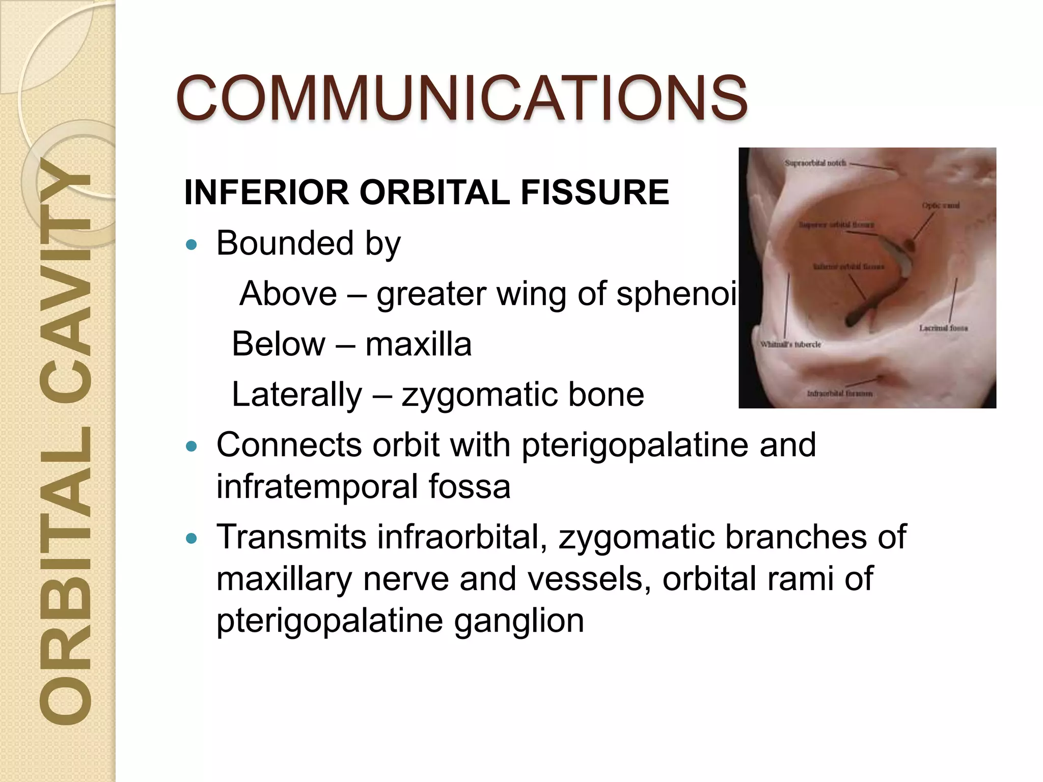 COMMUNICATIONSORBITALCAVITY
INFERIOR ORBITAL FISSURE
 Bounded by
Above – greater wing of sphenoid
Below – maxilla
Laterally – zygomatic bone
 Connects orbit with pterigopalatine and
infratemporal fossa
 Transmits infraorbital, zygomatic branches of
maxillary nerve and vessels, orbital rami of
pterigopalatine ganglion
 