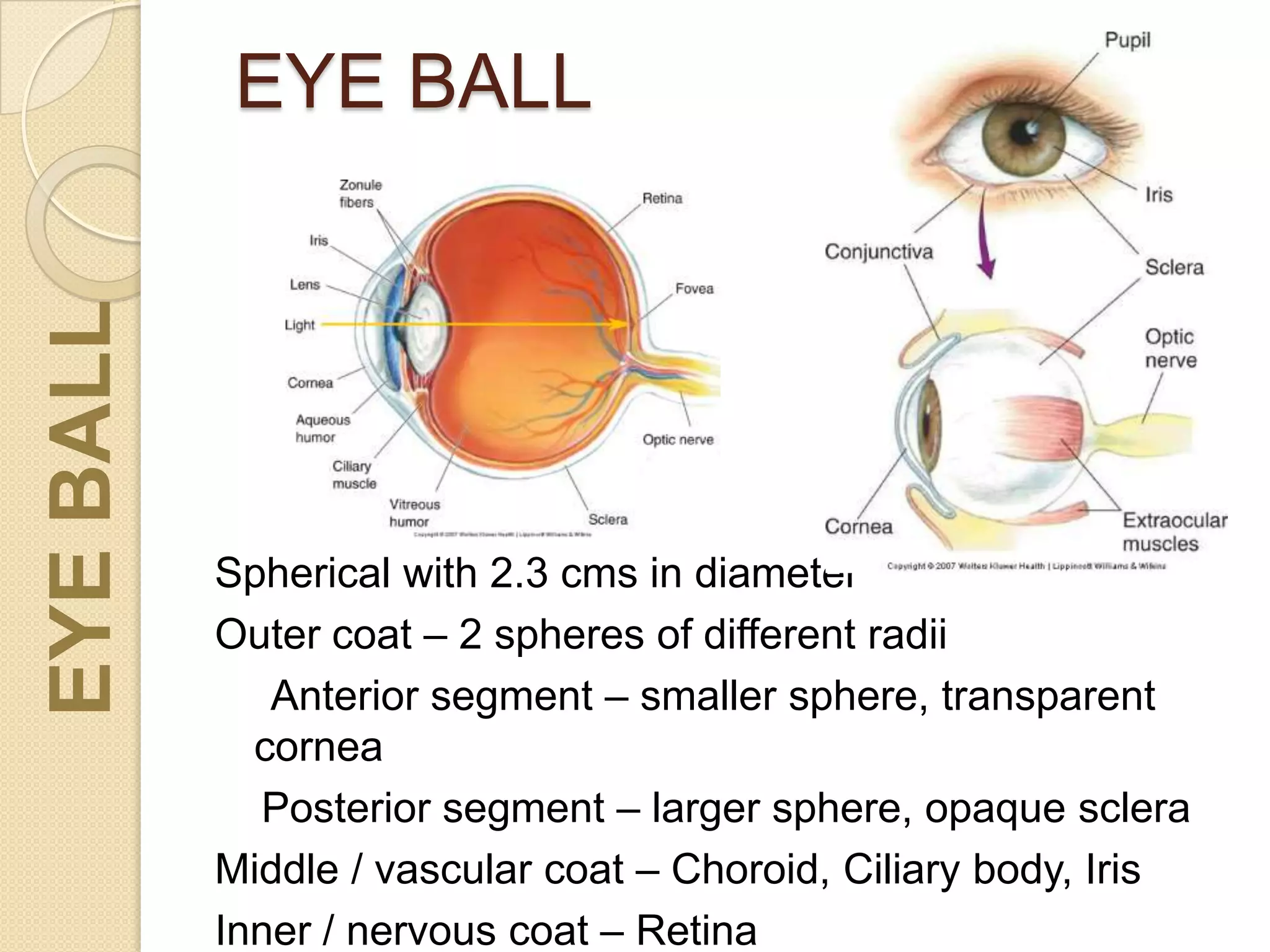 EYE BALLEYEBALL
Spherical with 2.3 cms in diameter
Outer coat – 2 spheres of different radii
Anterior segment – smaller sphere, transparent
cornea
Posterior segment – larger sphere, opaque sclera
Middle / vascular coat – Choroid, Ciliary body, Iris
Inner / nervous coat – Retina
 