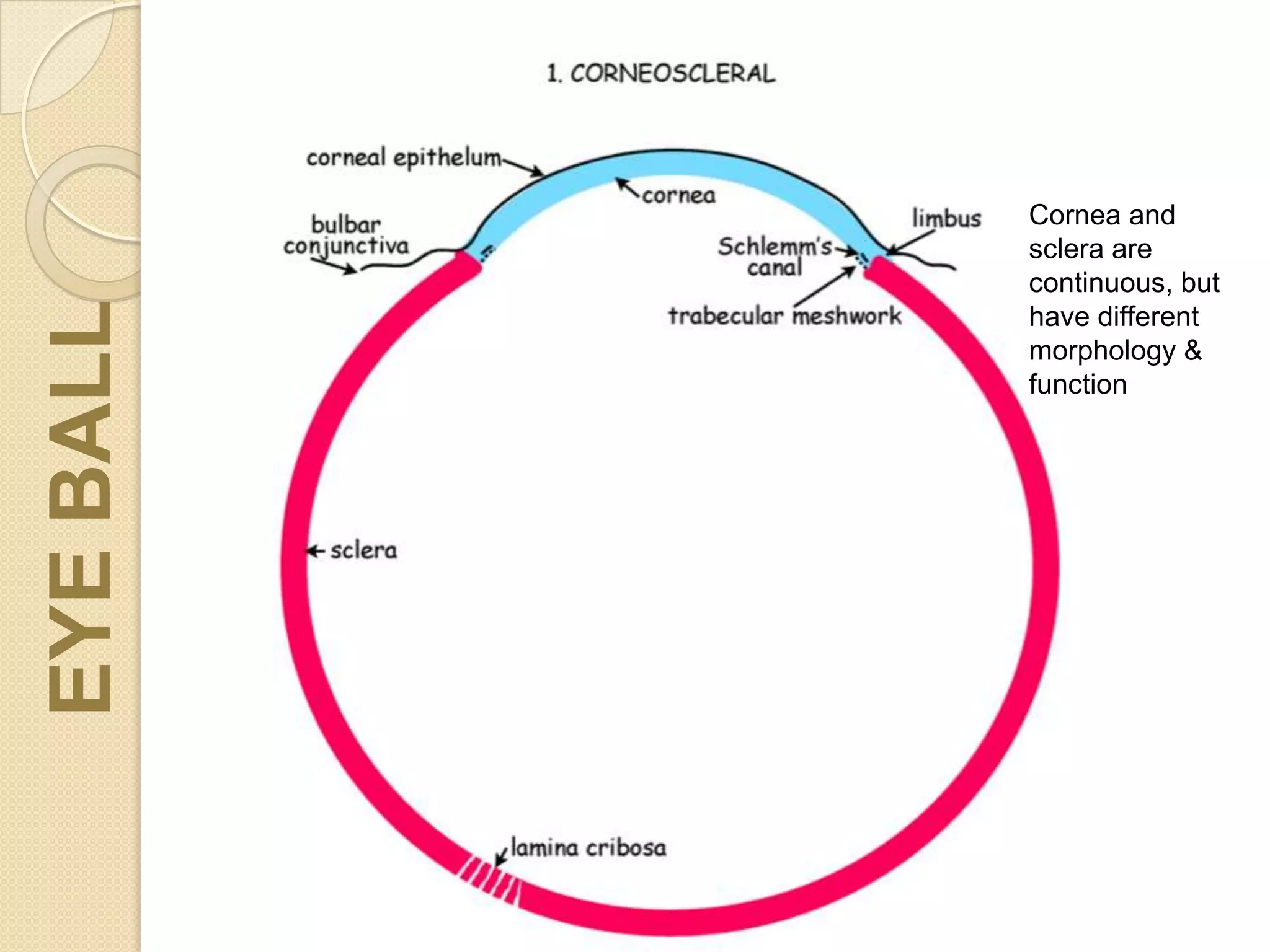 Cornea and
sclera are
continuous, but
have different
morphology &
function
EYEBALL
 