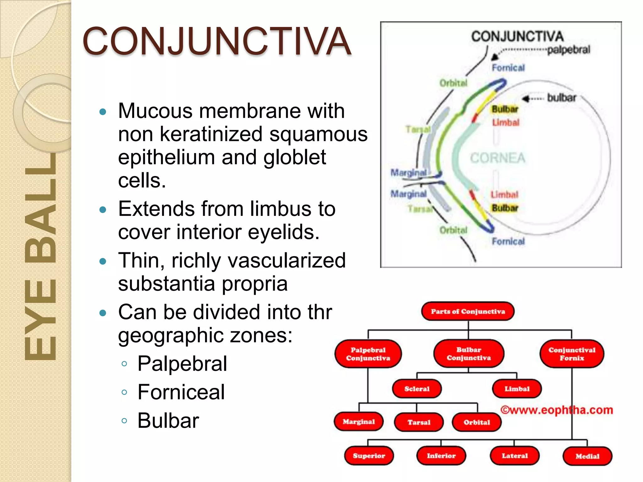 CONJUNCTIVA
 Mucous membrane with
non keratinized squamous
epithelium and globlet
cells.
 Extends from limbus to
cover interior eyelids.
 Thin, richly vascularized
substantia propria
 Can be divided into three
geographic zones:
◦ Palpebral
◦ Forniceal
◦ Bulbar
EYEBALL
 
