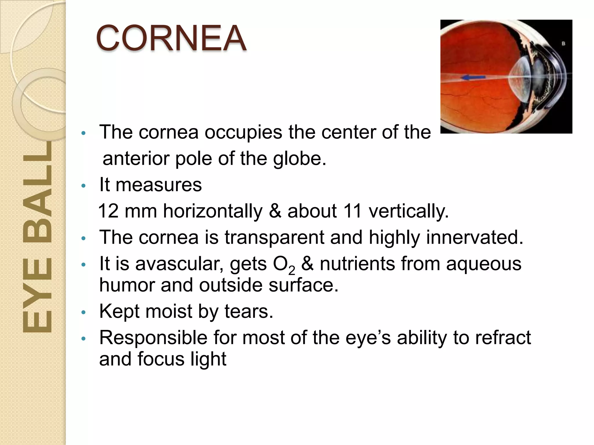 CORNEA
• The cornea occupies the center of the
anterior pole of the globe.
• It measures
12 mm horizontally & about 11 vertically.
• The cornea is transparent and highly innervated.
• It is avascular, gets O2 & nutrients from aqueous
humor and outside surface.
• Kept moist by tears.
• Responsible for most of the eye’s ability to refract
and focus light
EYEBALL
 