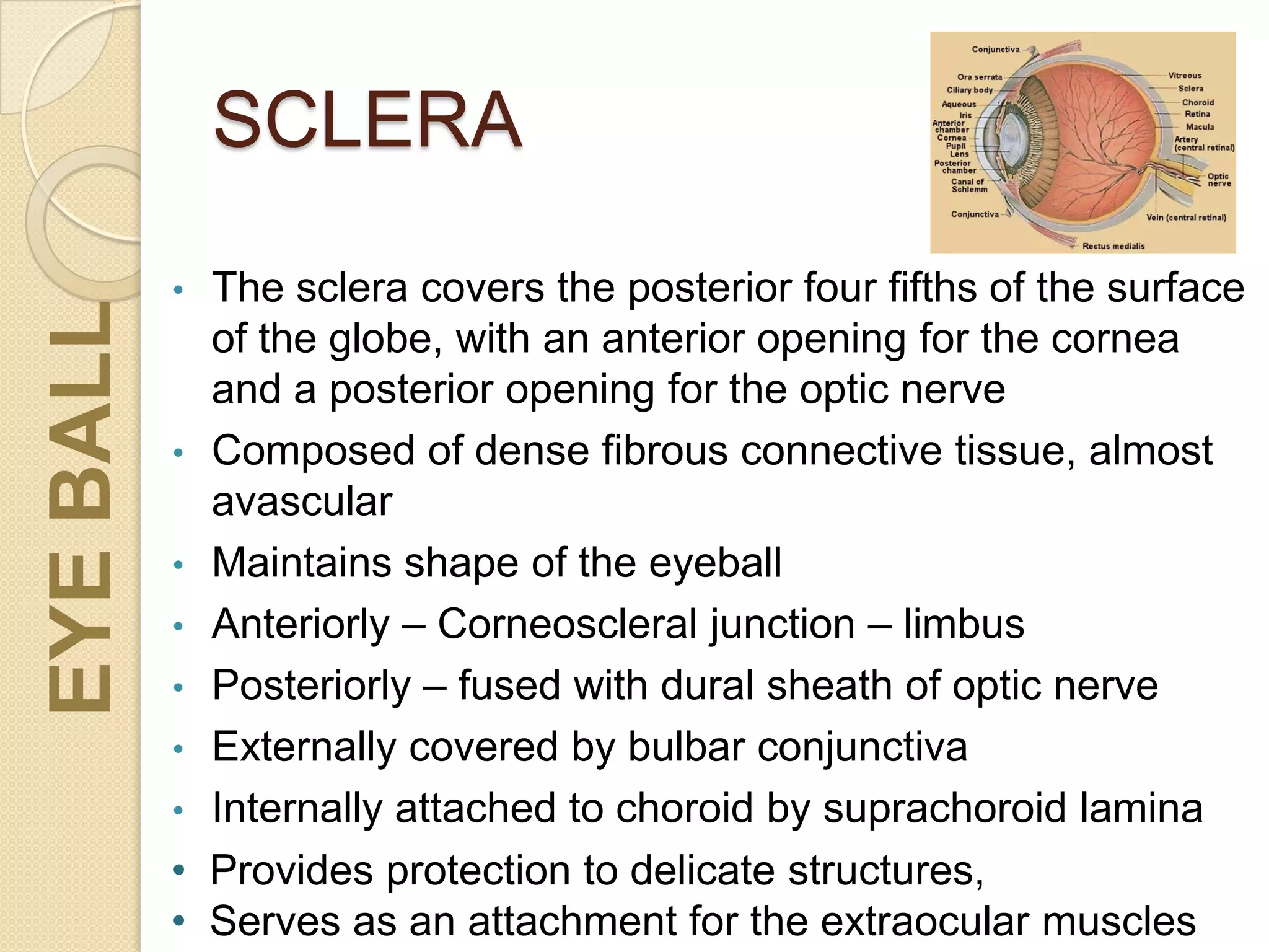 SCLERAEYEBALL
• The sclera covers the posterior four fifths of the surface
of the globe, with an anterior opening for the cornea
and a posterior opening for the optic nerve
• Composed of dense fibrous connective tissue, almost
avascular
• Maintains shape of the eyeball
• Anteriorly – Corneoscleral junction – limbus
• Posteriorly – fused with dural sheath of optic nerve
• Externally covered by bulbar conjunctiva
• Internally attached to choroid by suprachoroid lamina
• Provides protection to delicate structures,
• Serves as an attachment for the extraocular muscles
 
