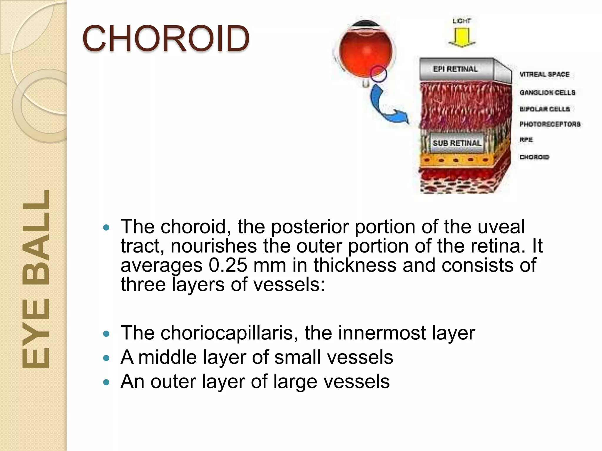 CHOROID
 The choroid, the posterior portion of the uveal
tract, nourishes the outer portion of the retina. It
averages 0.25 mm in thickness and consists of
three layers of vessels:
 The choriocapillaris, the innermost layer
 A middle layer of small vessels
 An outer layer of large vessels
EYEBALL
 