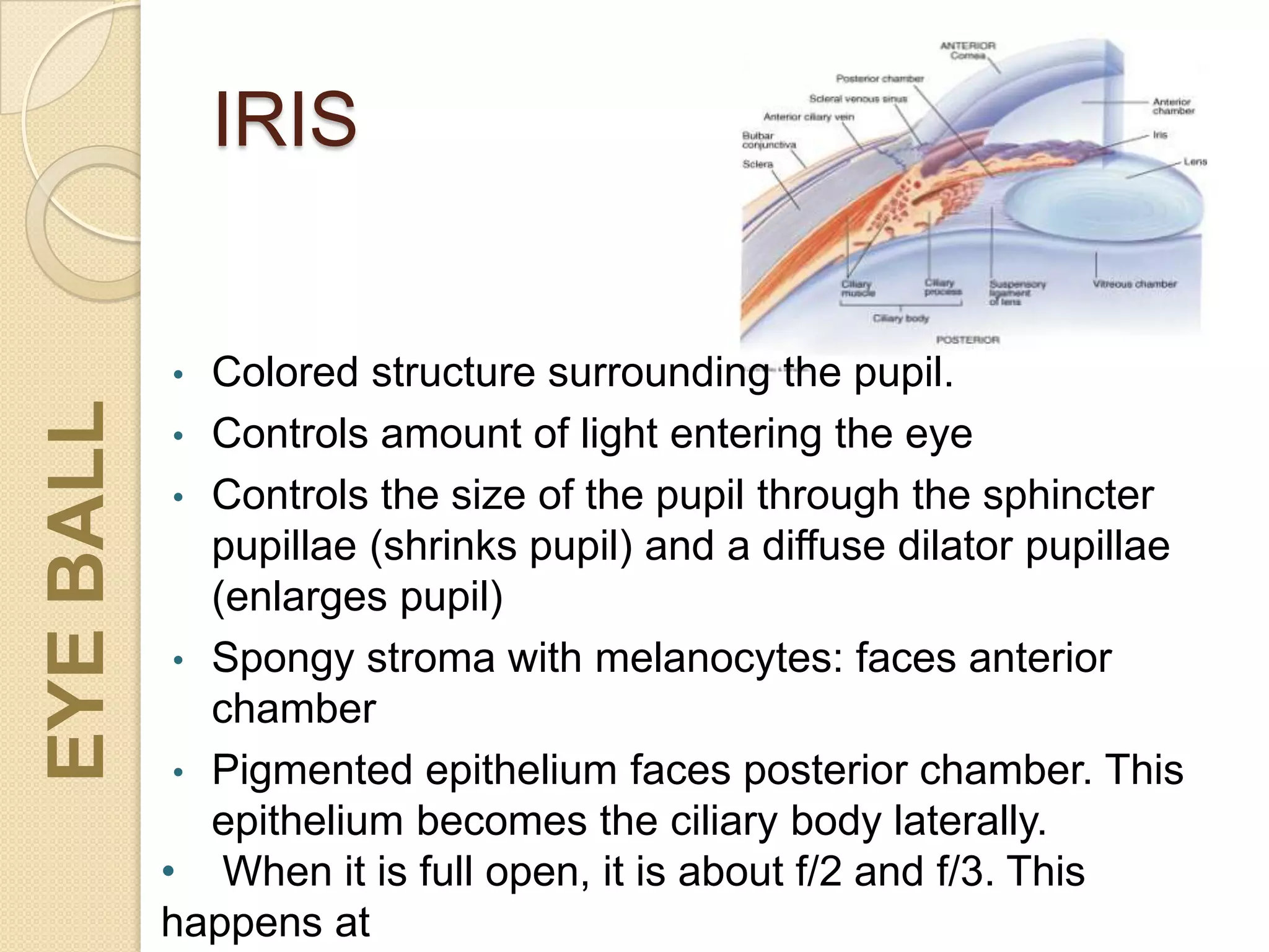 IRIS
EYEBALL
• Colored structure surrounding the pupil.
• Controls amount of light entering the eye
• Controls the size of the pupil through the sphincter
pupillae (shrinks pupil) and a diffuse dilator pupillae
(enlarges pupil)
• Spongy stroma with melanocytes: faces anterior
chamber
• Pigmented epithelium faces posterior chamber. This
epithelium becomes the ciliary body laterally.
• When it is full open, it is about f/2 and f/3. This
happens at
 