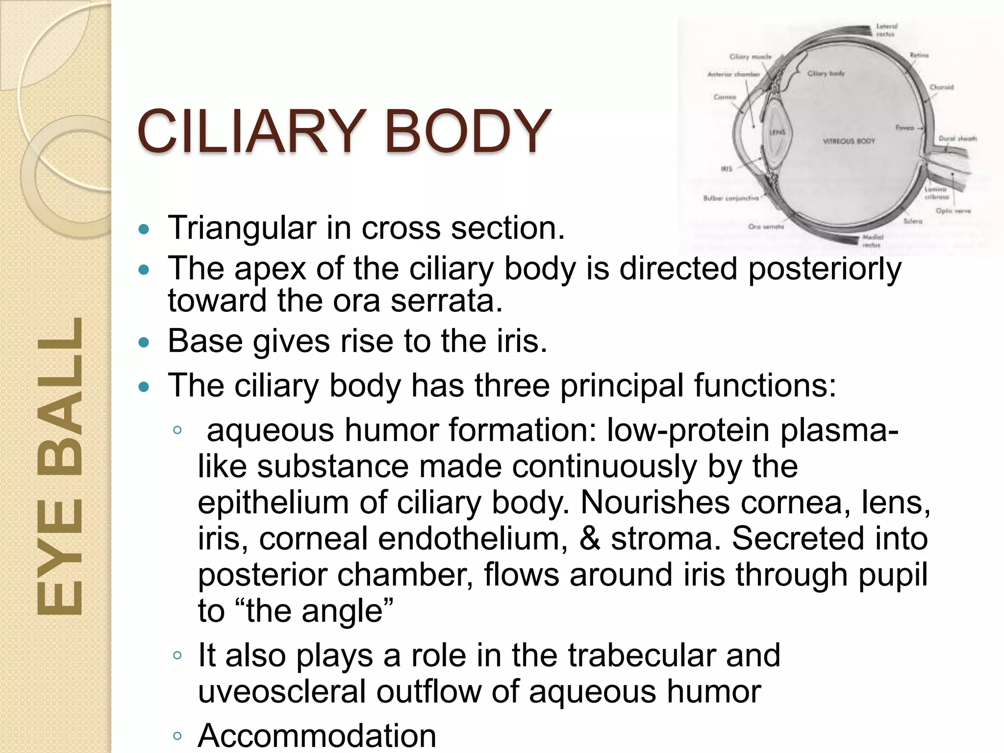 CILIARY BODY
 Triangular in cross section.
 The apex of the ciliary body is directed posteriorly
toward the ora serrata.
 Base gives rise to the iris.
 The ciliary body has three principal functions:
◦ aqueous humor formation: low-protein plasma-
like substance made continuously by the
epithelium of ciliary body. Nourishes cornea, lens,
iris, corneal endothelium, & stroma. Secreted into
posterior chamber, flows around iris through pupil
to “the angle”
◦ It also plays a role in the trabecular and
uveoscleral outflow of aqueous humor
◦ Accommodation
EYEBALL
 