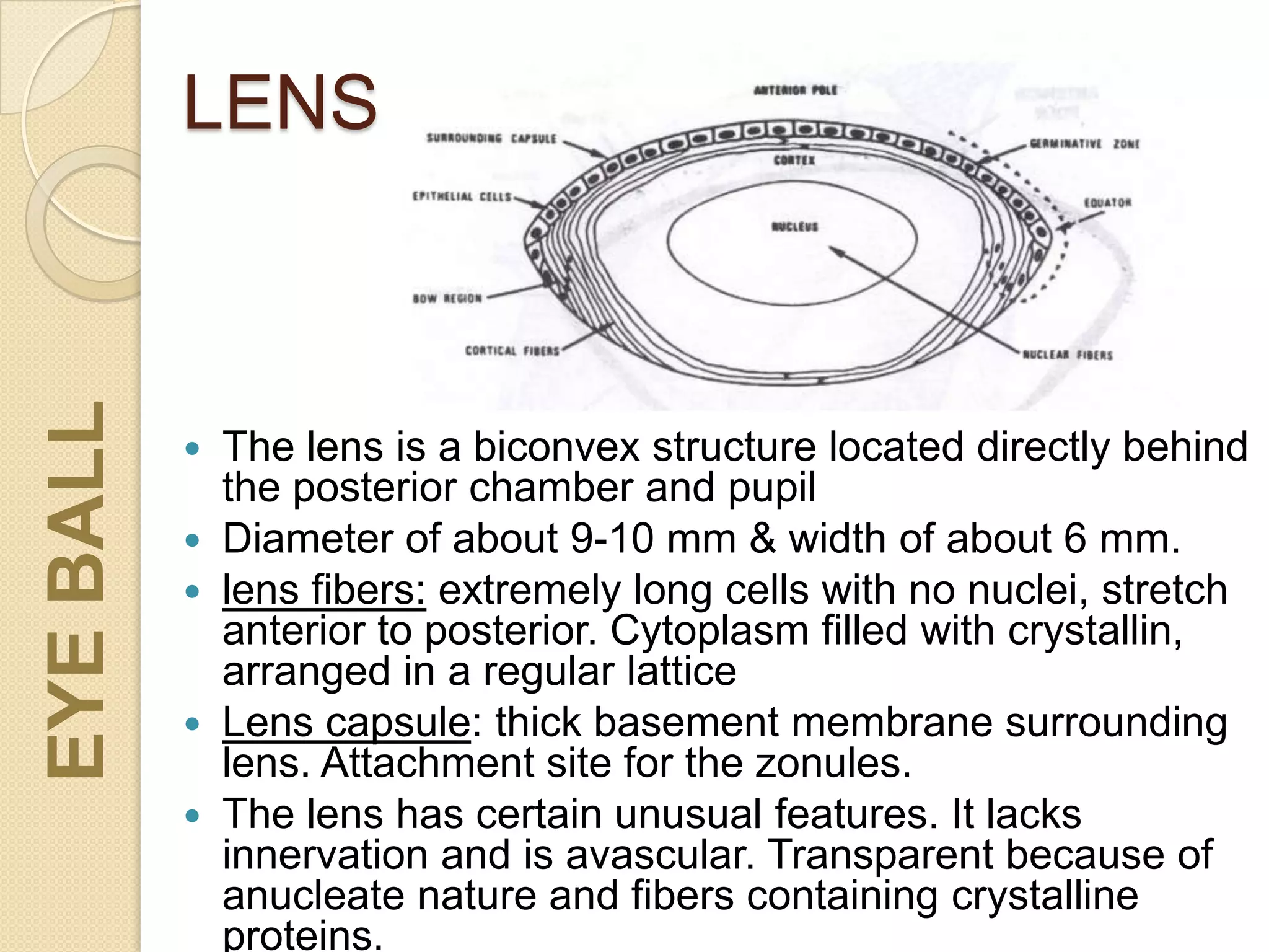 LENS
 The lens is a biconvex structure located directly behind
the posterior chamber and pupil
 Diameter of about 9-10 mm & width of about 6 mm.
 lens fibers: extremely long cells with no nuclei, stretch
anterior to posterior. Cytoplasm filled with crystallin,
arranged in a regular lattice
 Lens capsule: thick basement membrane surrounding
lens. Attachment site for the zonules.
 The lens has certain unusual features. It lacks
innervation and is avascular. Transparent because of
anucleate nature and fibers containing crystalline
proteins.
EYEBALL
 