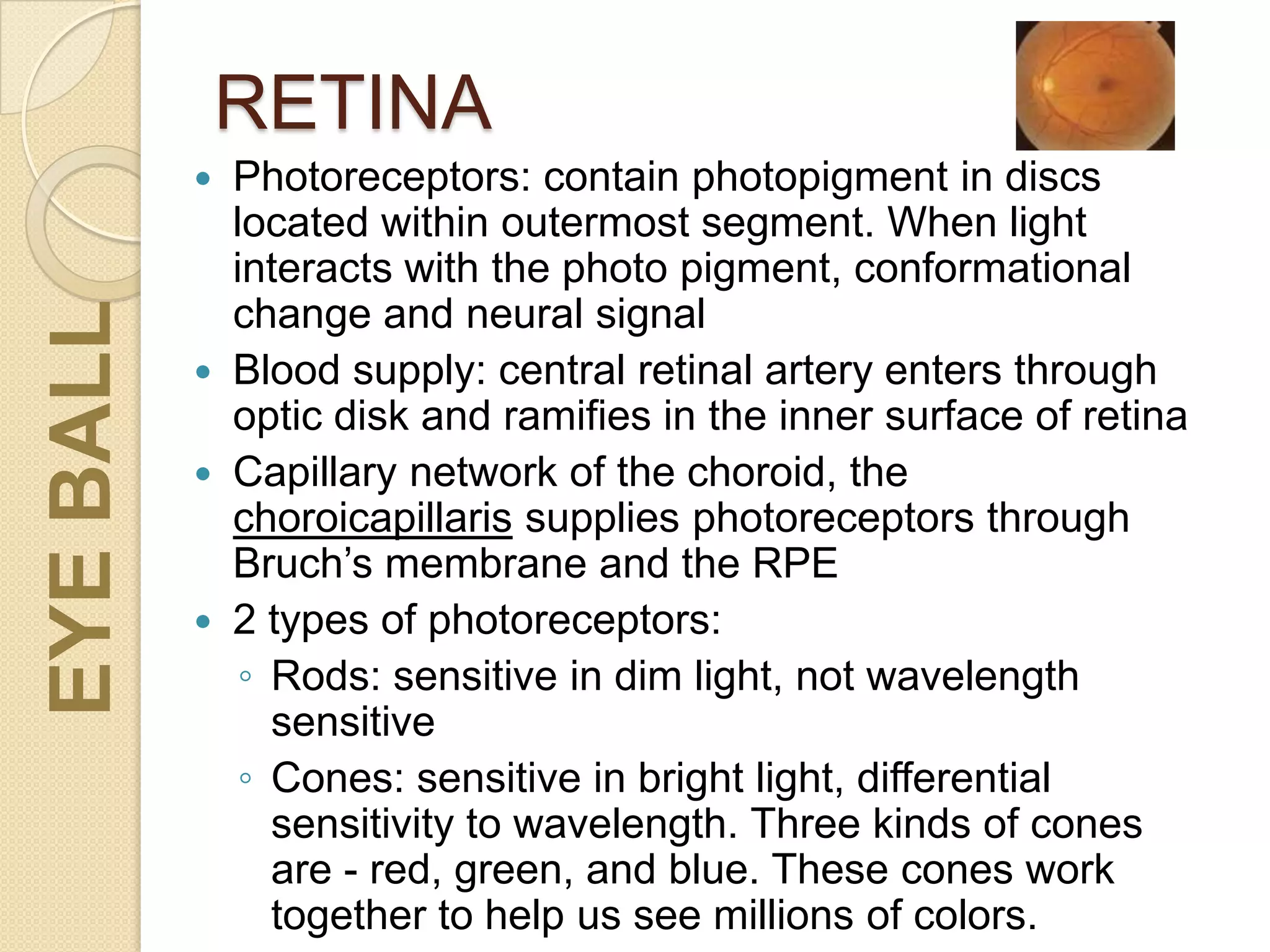 RETINA
 Photoreceptors: contain photopigment in discs
located within outermost segment. When light
interacts with the photo pigment, conformational
change and neural signal
 Blood supply: central retinal artery enters through
optic disk and ramifies in the inner surface of retina
 Capillary network of the choroid, the
choroicapillaris supplies photoreceptors through
Bruch’s membrane and the RPE
 2 types of photoreceptors:
◦ Rods: sensitive in dim light, not wavelength
sensitive
◦ Cones: sensitive in bright light, differential
sensitivity to wavelength. Three kinds of cones
are - red, green, and blue. These cones work
together to help us see millions of colors.
EYEBALL
 