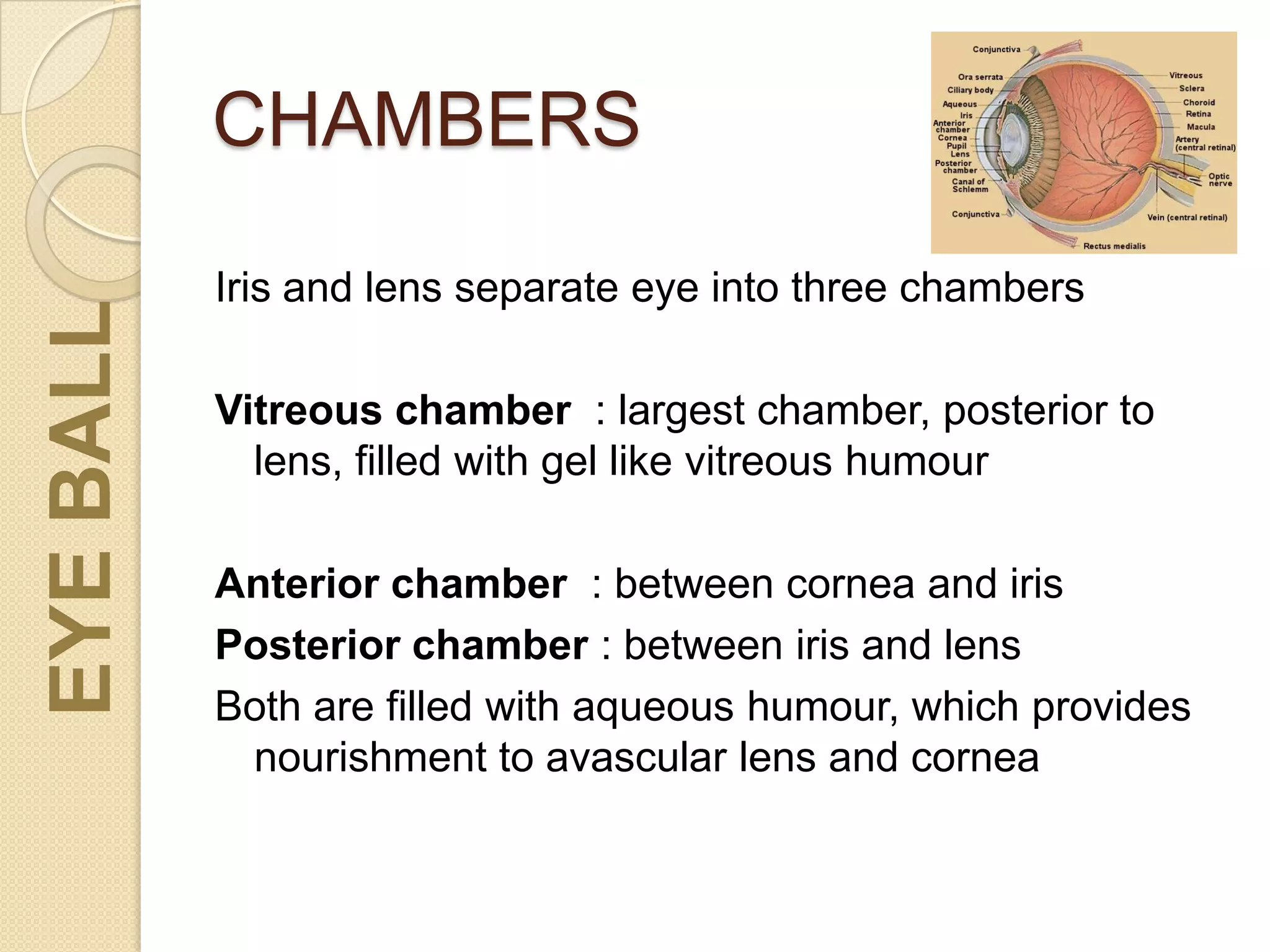 CHAMBERSEYEBALL
Iris and lens separate eye into three chambers
Vitreous chamber : largest chamber, posterior to
lens, filled with gel like vitreous humour
Anterior chamber : between cornea and iris
Posterior chamber : between iris and lens
Both are filled with aqueous humour, which provides
nourishment to avascular lens and cornea
 