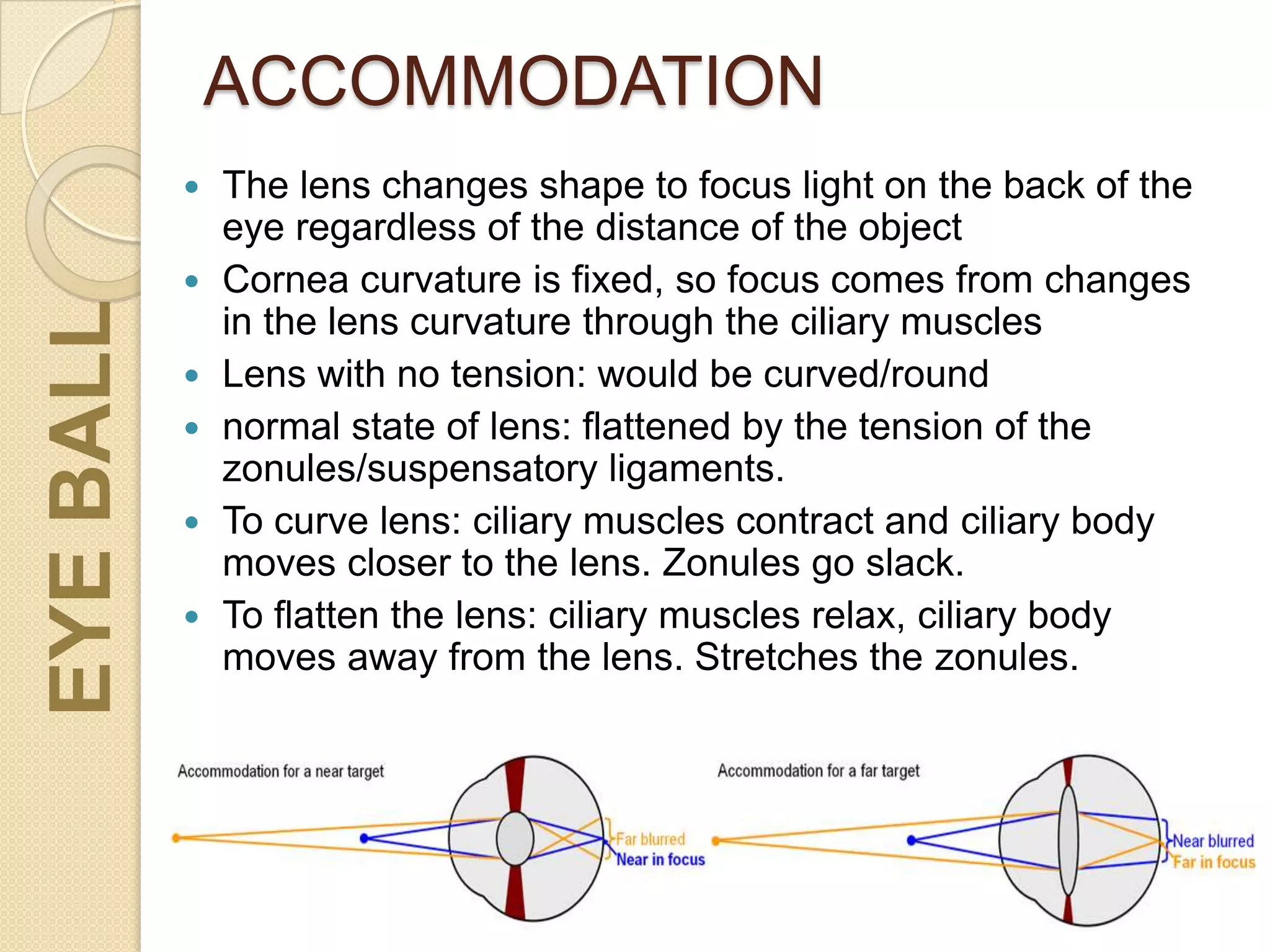 ACCOMMODATION
 The lens changes shape to focus light on the back of the
eye regardless of the distance of the object
 Cornea curvature is fixed, so focus comes from changes
in the lens curvature through the ciliary muscles
 Lens with no tension: would be curved/round
 normal state of lens: flattened by the tension of the
zonules/suspensatory ligaments.
 To curve lens: ciliary muscles contract and ciliary body
moves closer to the lens. Zonules go slack.
 To flatten the lens: ciliary muscles relax, ciliary body
moves away from the lens. Stretches the zonules.
EYEBALL
 