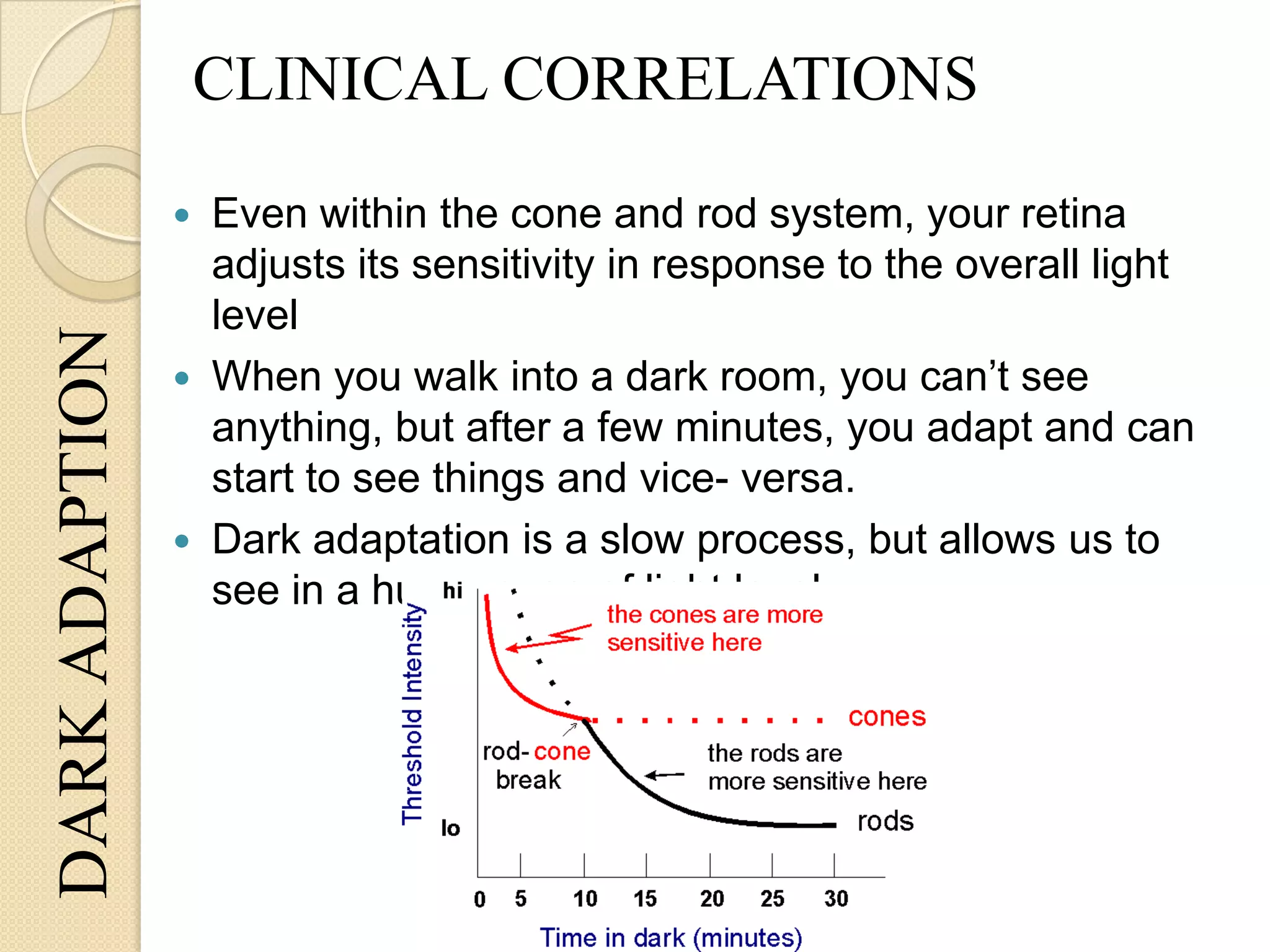  Even within the cone and rod system, your retina
adjusts its sensitivity in response to the overall light
level
 When you walk into a dark room, you can’t see
anything, but after a few minutes, you adapt and can
start to see things and vice- versa.
 Dark adaptation is a slow process, but allows us to
see in a huge range of light levels
DARKADAPTION CLINICAL CORRELATIONS
 