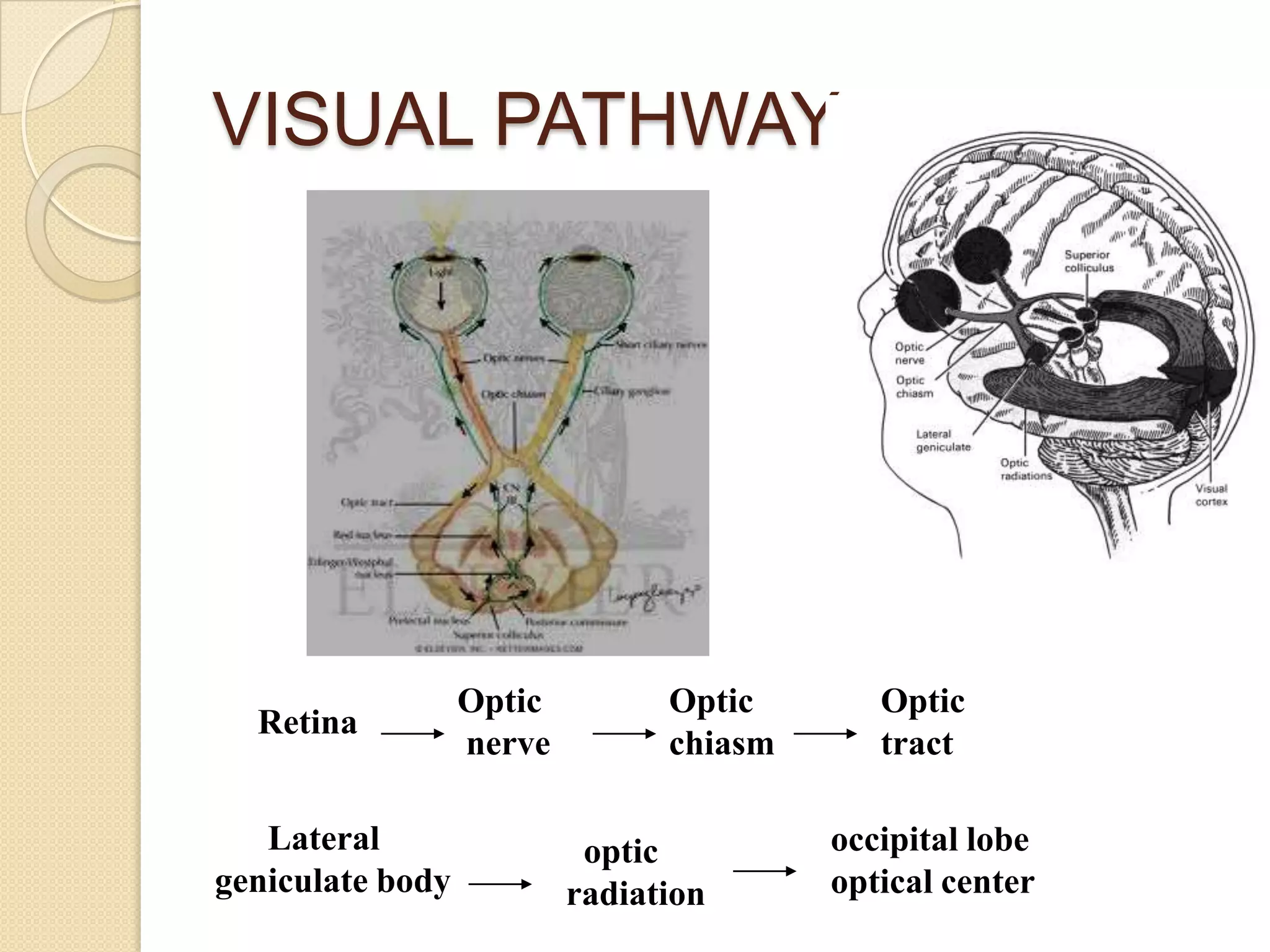 VISUAL PATHWAY
Retina
Optic
nerve
Optic
chiasm
Optic
tract
Lateral
geniculate body
optic
radiation
occipital lobe
optical center
 