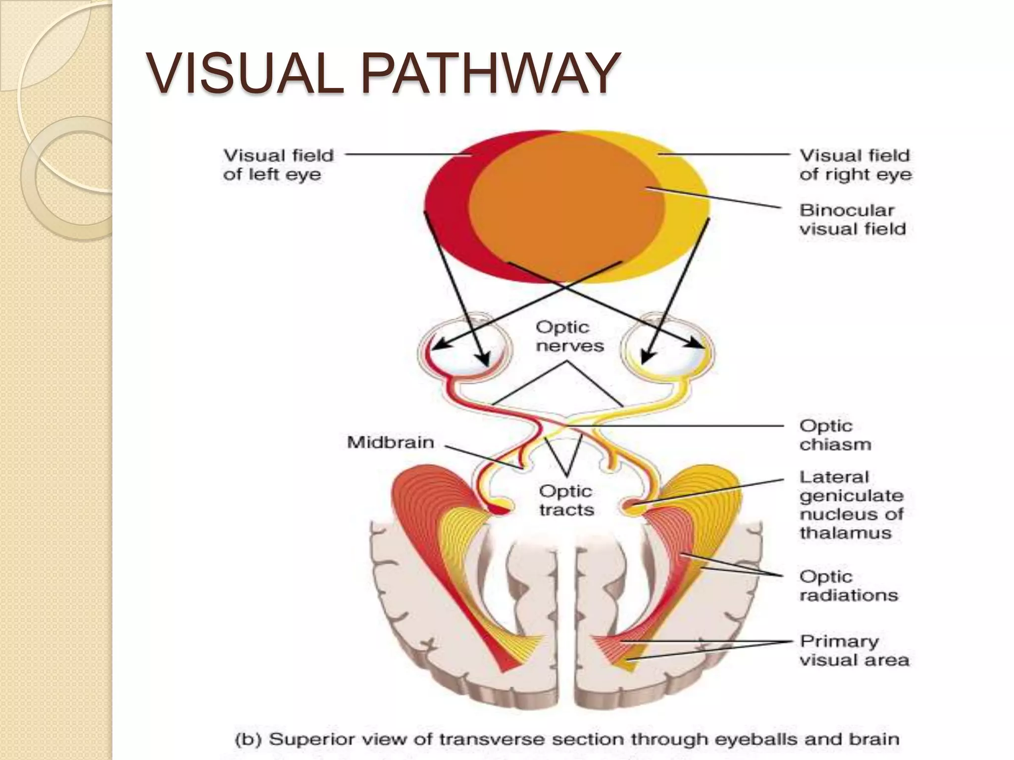 VISUAL PATHWAY
 