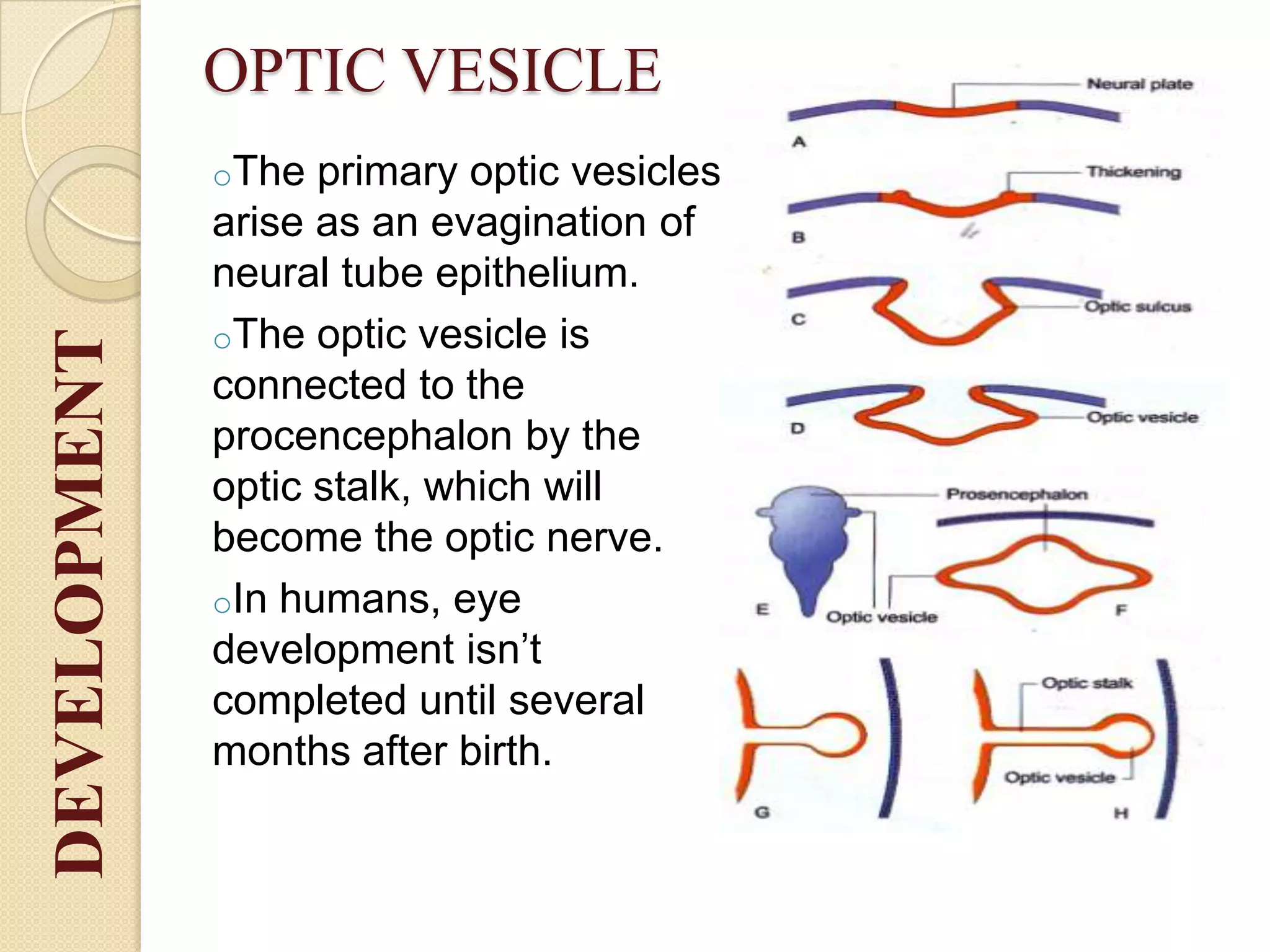 OPTIC VESICLE
oThe primary optic vesicles
arise as an evagination of
neural tube epithelium.
oThe optic vesicle is
connected to the
procencephalon by the
optic stalk, which will
become the optic nerve.
oIn humans, eye
development isn’t
completed until several
months after birth.
DEVELOPMENT
 