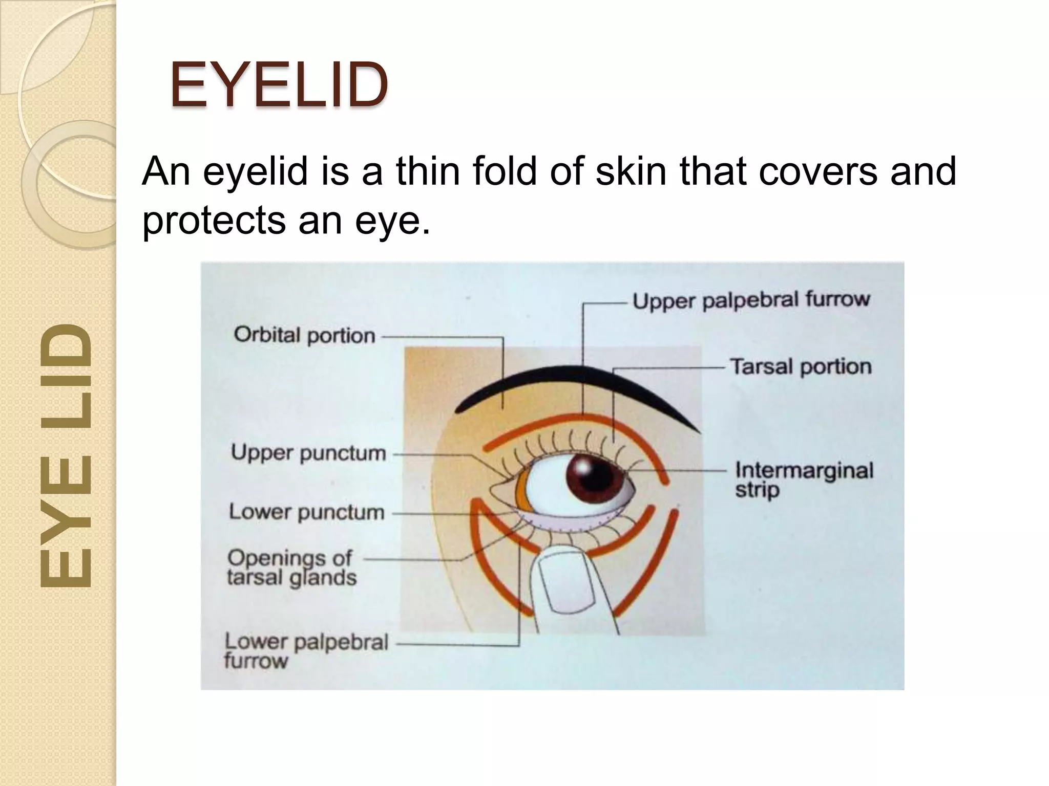 EYELIDEYELID
An eyelid is a thin fold of skin that covers and
protects an eye.
 