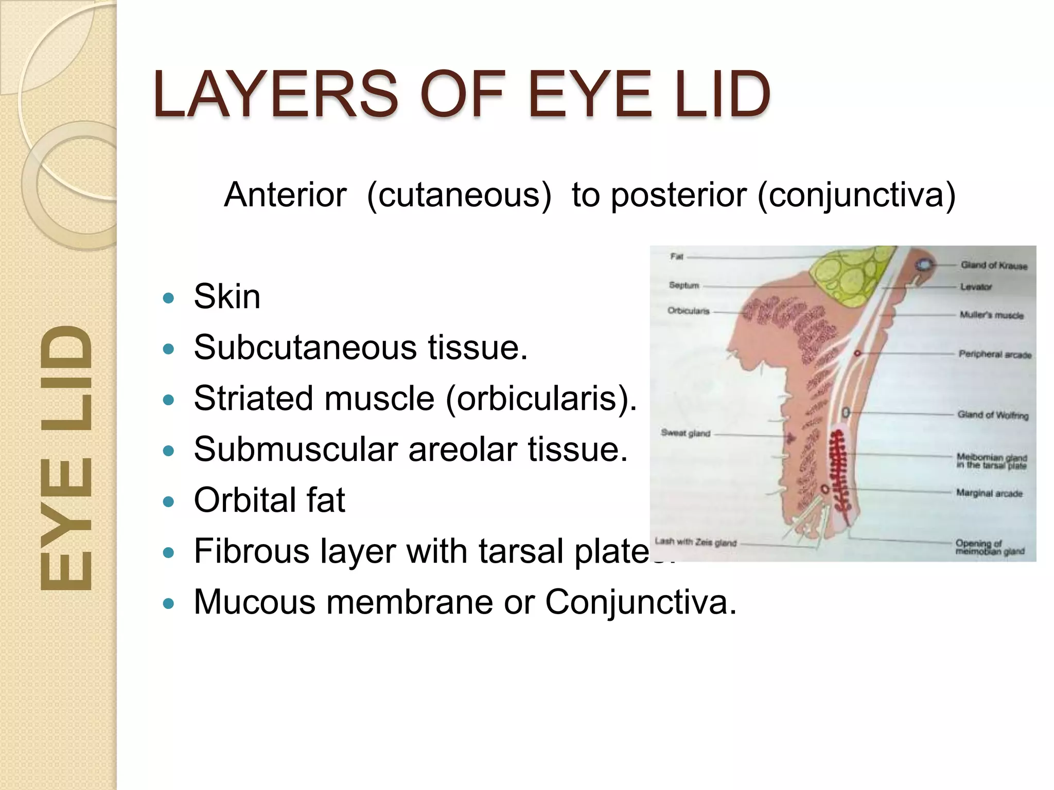 LAYERS OF EYE LIDEYELID
Anterior (cutaneous) to posterior (conjunctiva)
 Skin
 Subcutaneous tissue.
 Striated muscle (orbicularis).
 Submuscular areolar tissue.
 Orbital fat
 Fibrous layer with tarsal plates.
 Mucous membrane or Conjunctiva.
 