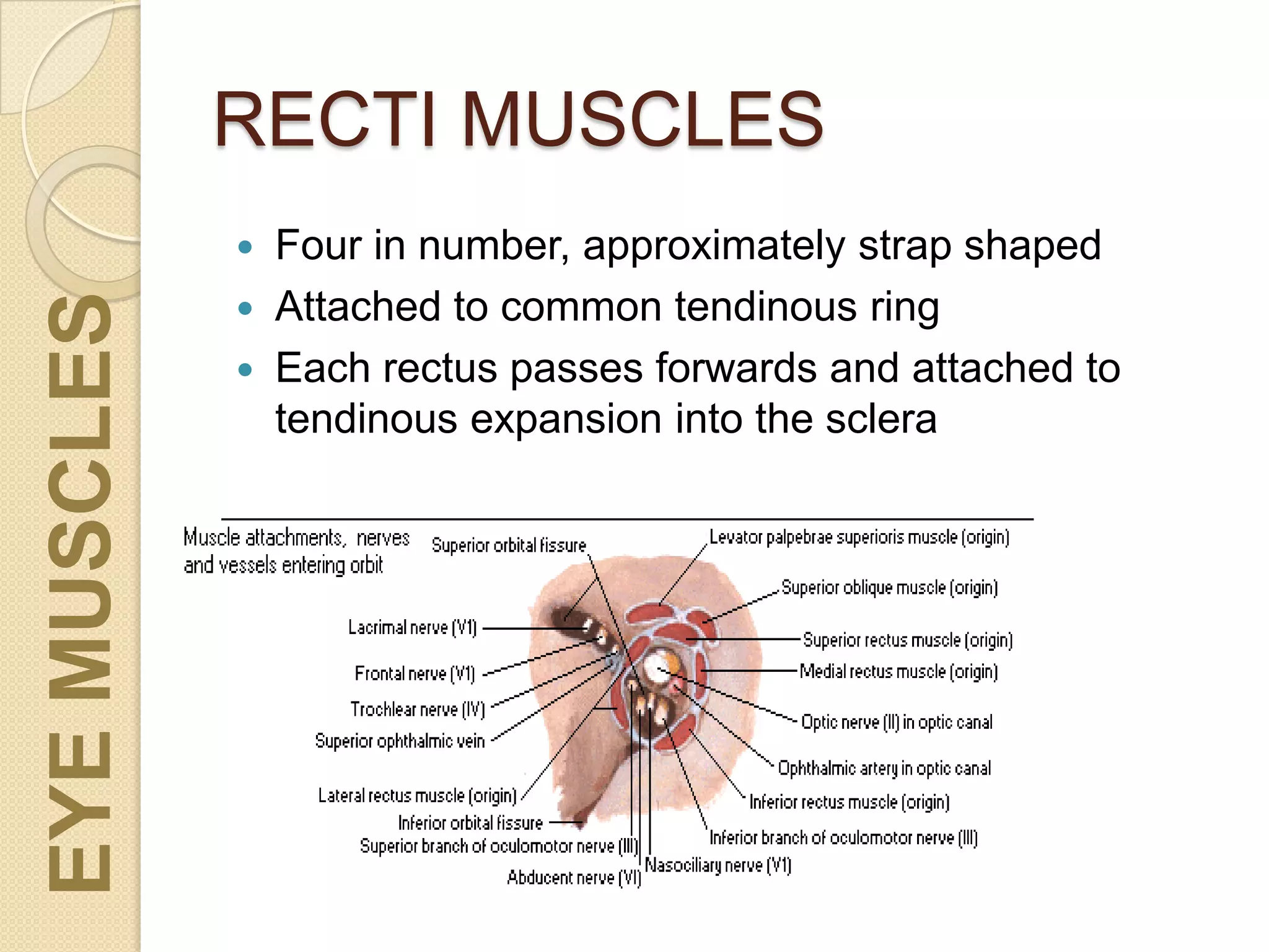 RECTI MUSCLES
 Four in number, approximately strap shaped
 Attached to common tendinous ring
 Each rectus passes forwards and attached to
tendinous expansion into the sclera
EYEMUSCLES
 