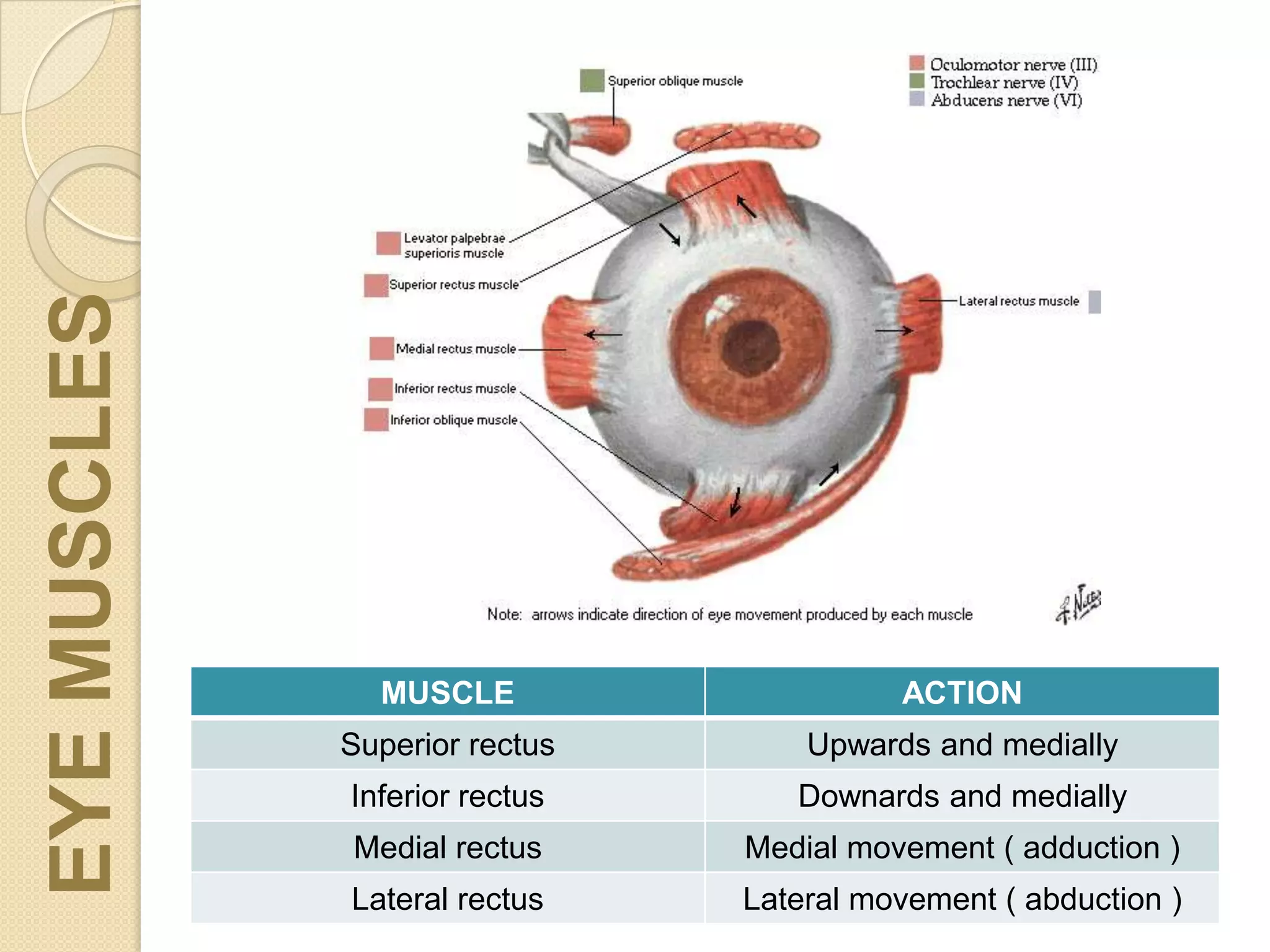 MUSCLE ACTION
Superior rectus Upwards and medially
Inferior rectus Downards and medially
Medial rectus Medial movement ( adduction )
Lateral rectus Lateral movement ( abduction )
EYEMUSCLES
 