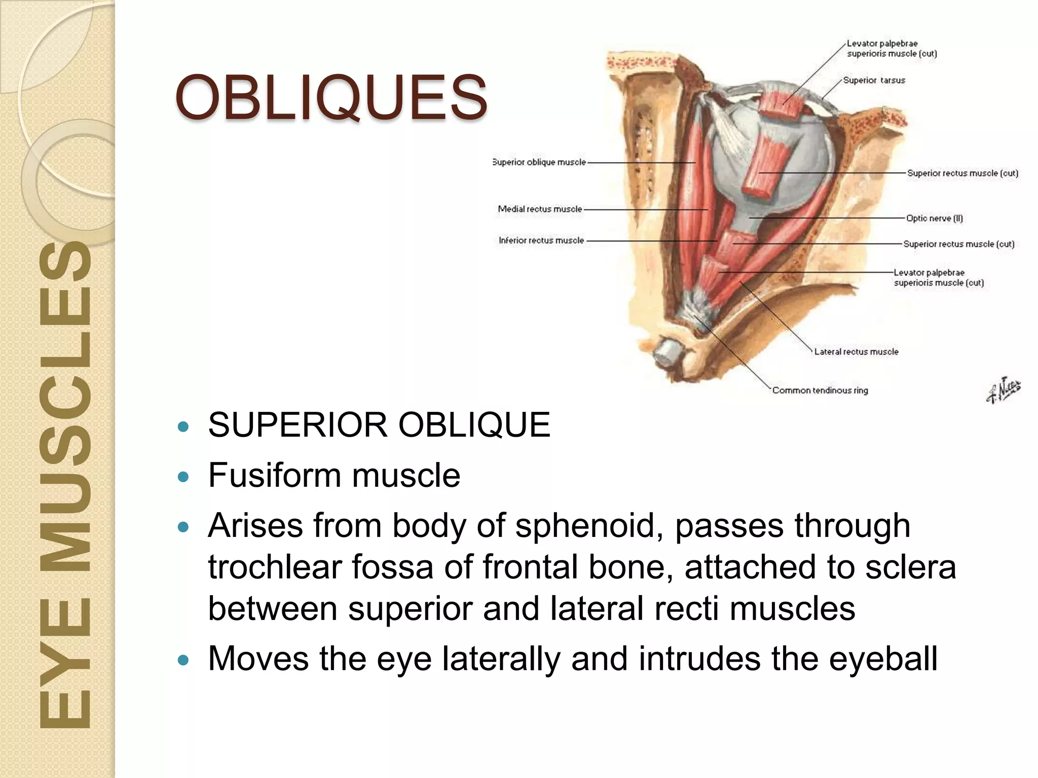 OBLIQUES
 SUPERIOR OBLIQUE
 Fusiform muscle
 Arises from body of sphenoid, passes through
trochlear fossa of frontal bone, attached to sclera
between superior and lateral recti muscles
 Moves the eye laterally and intrudes the eyeball
EYEMUSCLES
 