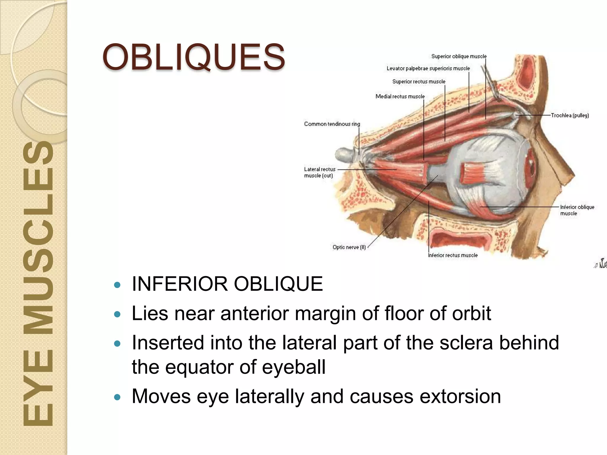 OBLIQUES
 INFERIOR OBLIQUE
 Lies near anterior margin of floor of orbit
 Inserted into the lateral part of the sclera behind
the equator of eyeball
 Moves eye laterally and causes extorsion
EYEMUSCLES
 
