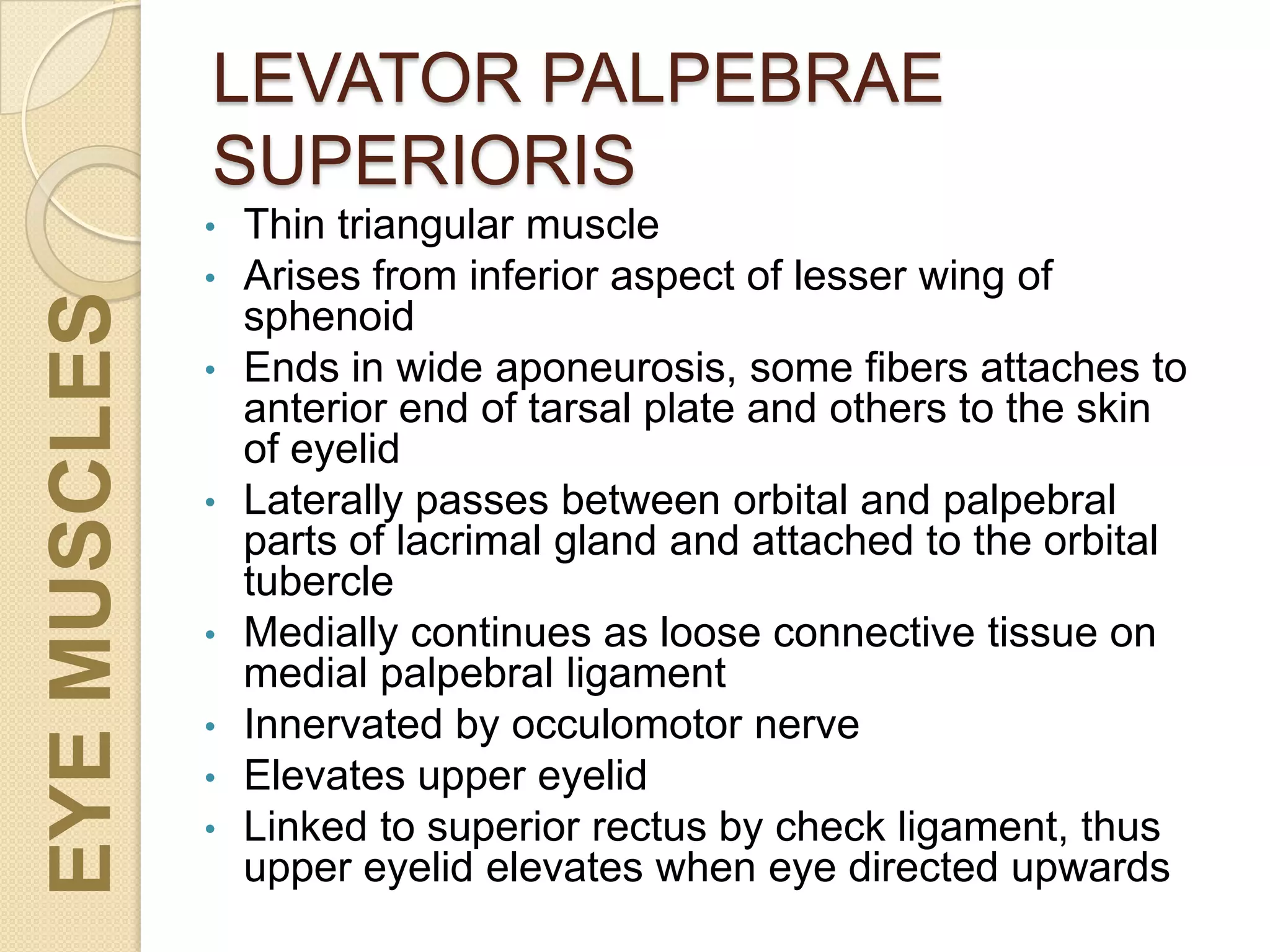LEVATOR PALPEBRAE
SUPERIORIS
• Thin triangular muscle
• Arises from inferior aspect of lesser wing of
sphenoid
• Ends in wide aponeurosis, some fibers attaches to
anterior end of tarsal plate and others to the skin
of eyelid
• Laterally passes between orbital and palpebral
parts of lacrimal gland and attached to the orbital
tubercle
• Medially continues as loose connective tissue on
medial palpebral ligament
• Innervated by occulomotor nerve
• Elevates upper eyelid
• Linked to superior rectus by check ligament, thus
upper eyelid elevates when eye directed upwards
EYEMUSCLES
 