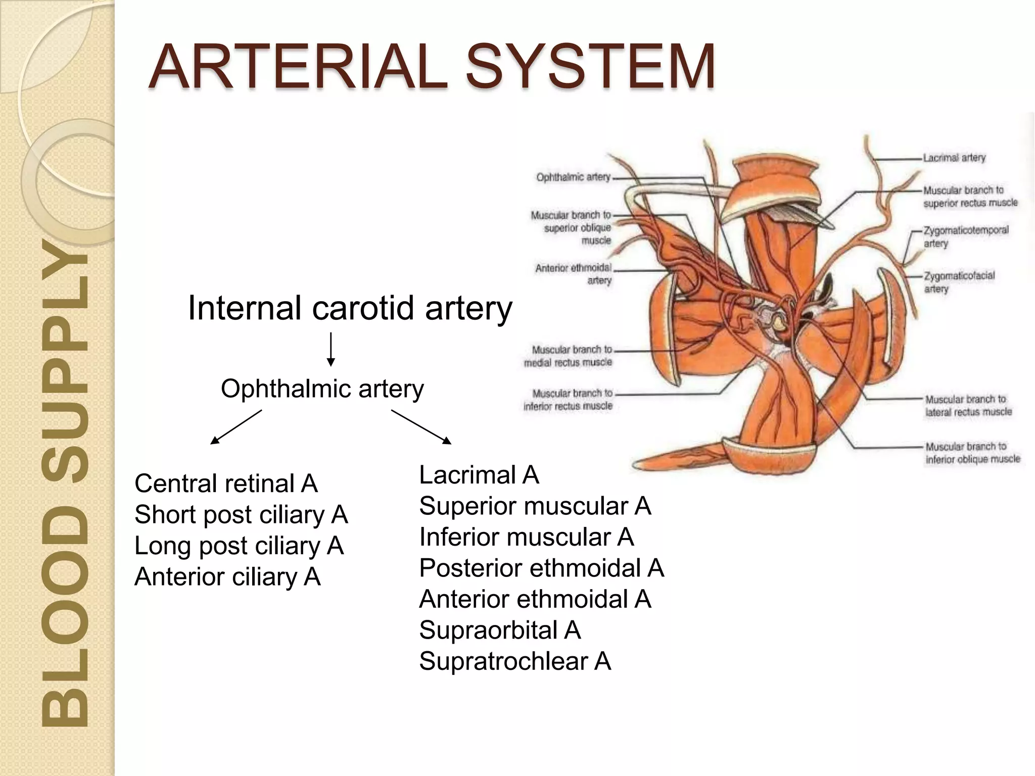 ARTERIAL SYSTEM
Internal carotid artery
Ophthalmic artery
Central retinal A
Short post ciliary A
Long post ciliary A
Anterior ciliary A
Lacrimal A
Superior muscular A
Inferior muscular A
Posterior ethmoidal A
Anterior ethmoidal A
Supraorbital A
Supratrochlear A
BLOODSUPPLY
 