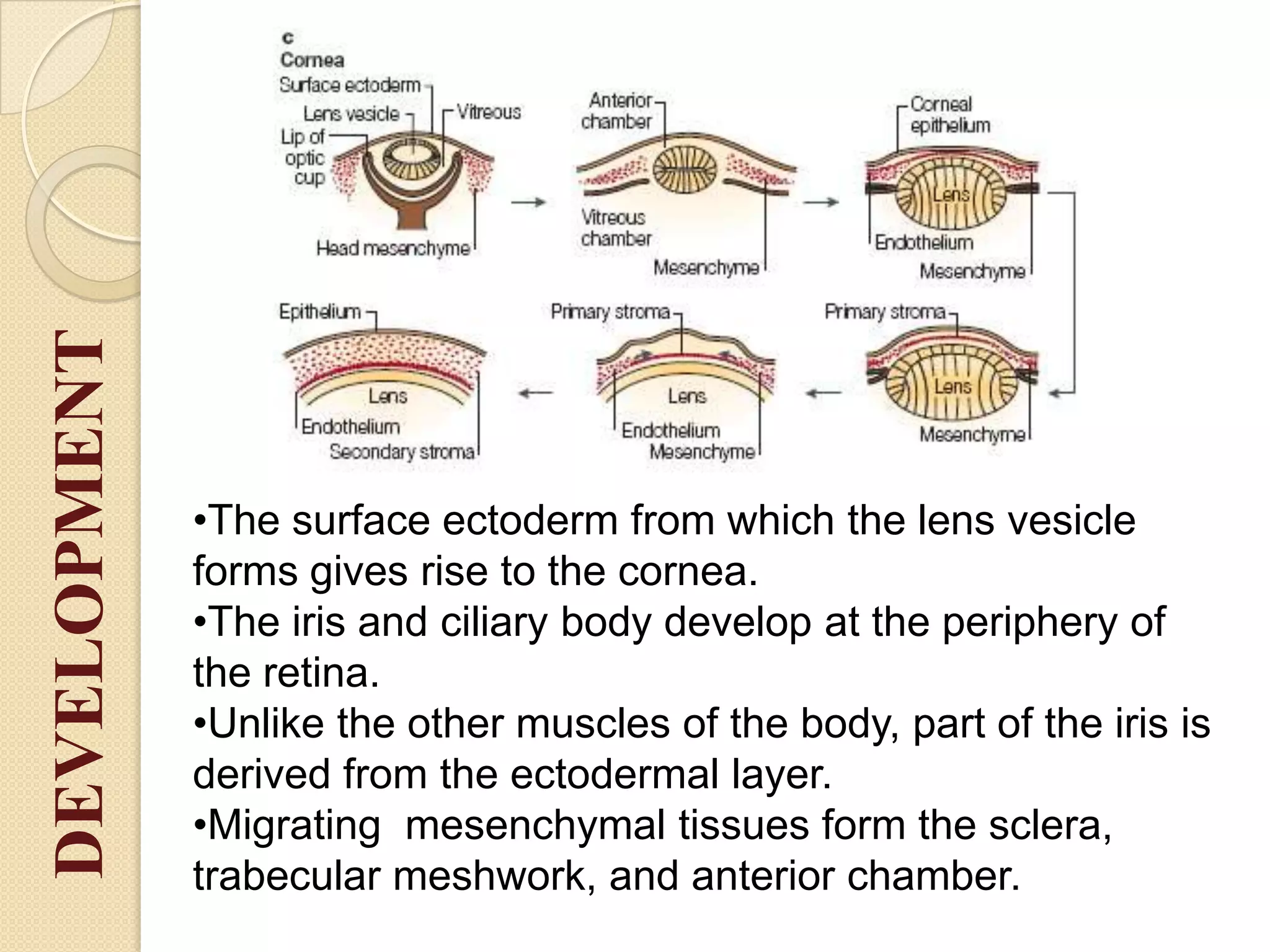 •The surface ectoderm from which the lens vesicle
forms gives rise to the cornea.
•The iris and ciliary body develop at the periphery of
the retina.
•Unlike the other muscles of the body, part of the iris is
derived from the ectodermal layer.
•Migrating mesenchymal tissues form the sclera,
trabecular meshwork, and anterior chamber.
DEVELOPMENT
 