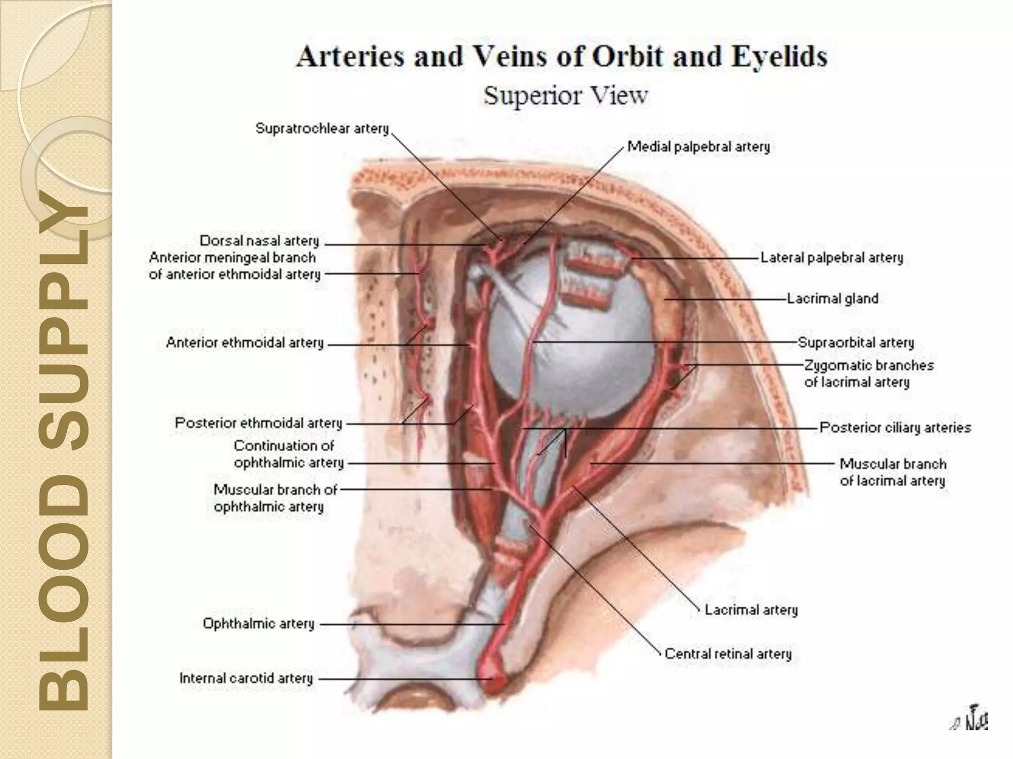 9lllllllllllllllllllllllllllBLOODSUPPLY
 