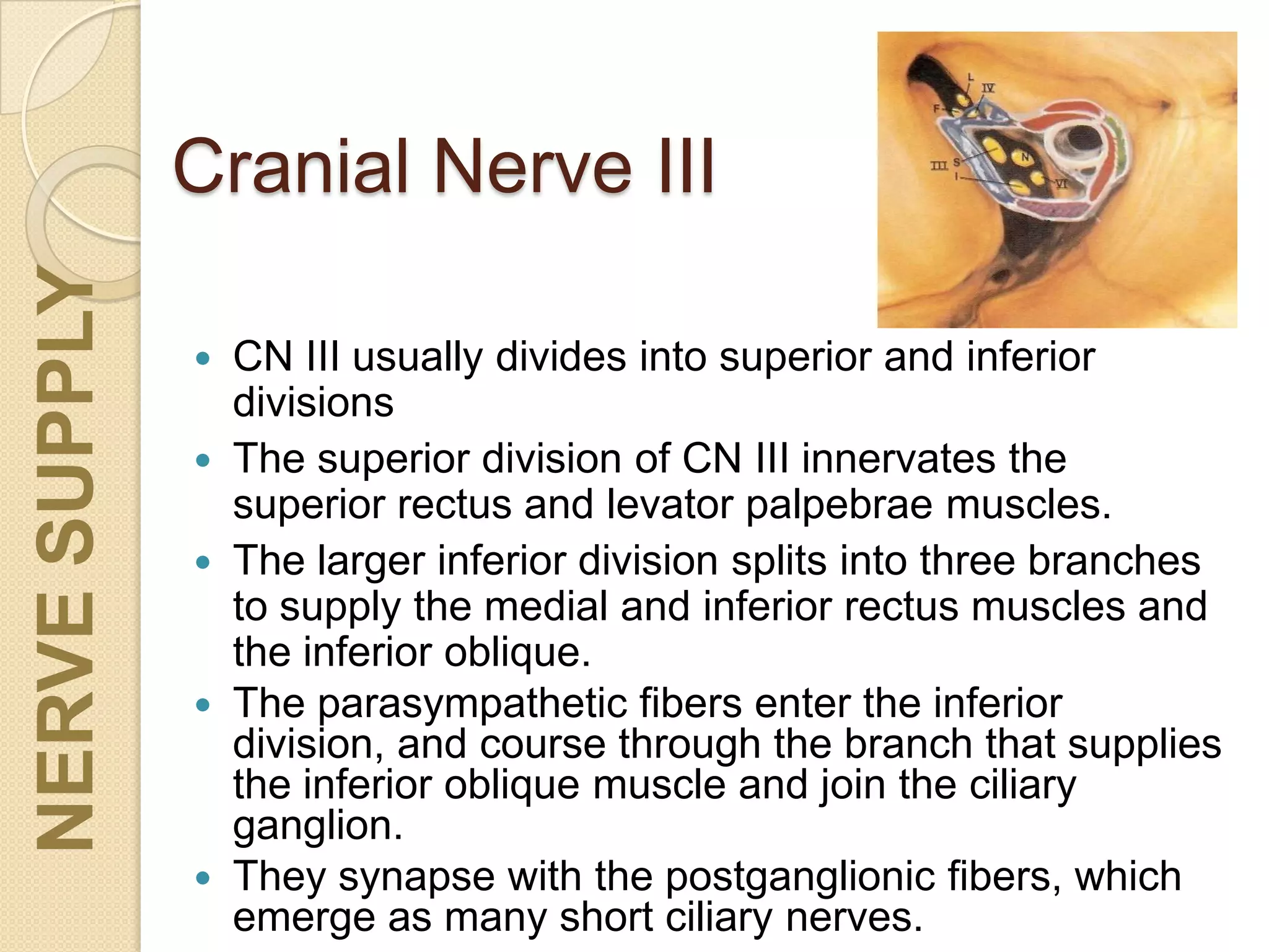 Cranial Nerve III
 CN III usually divides into superior and inferior
divisions
 The superior division of CN III innervates the
superior rectus and levator palpebrae muscles.
 The larger inferior division splits into three branches
to supply the medial and inferior rectus muscles and
the inferior oblique.
 The parasympathetic fibers enter the inferior
division, and course through the branch that supplies
the inferior oblique muscle and join the ciliary
ganglion.
 They synapse with the postganglionic fibers, which
emerge as many short ciliary nerves.
NERVESUPPLY
 