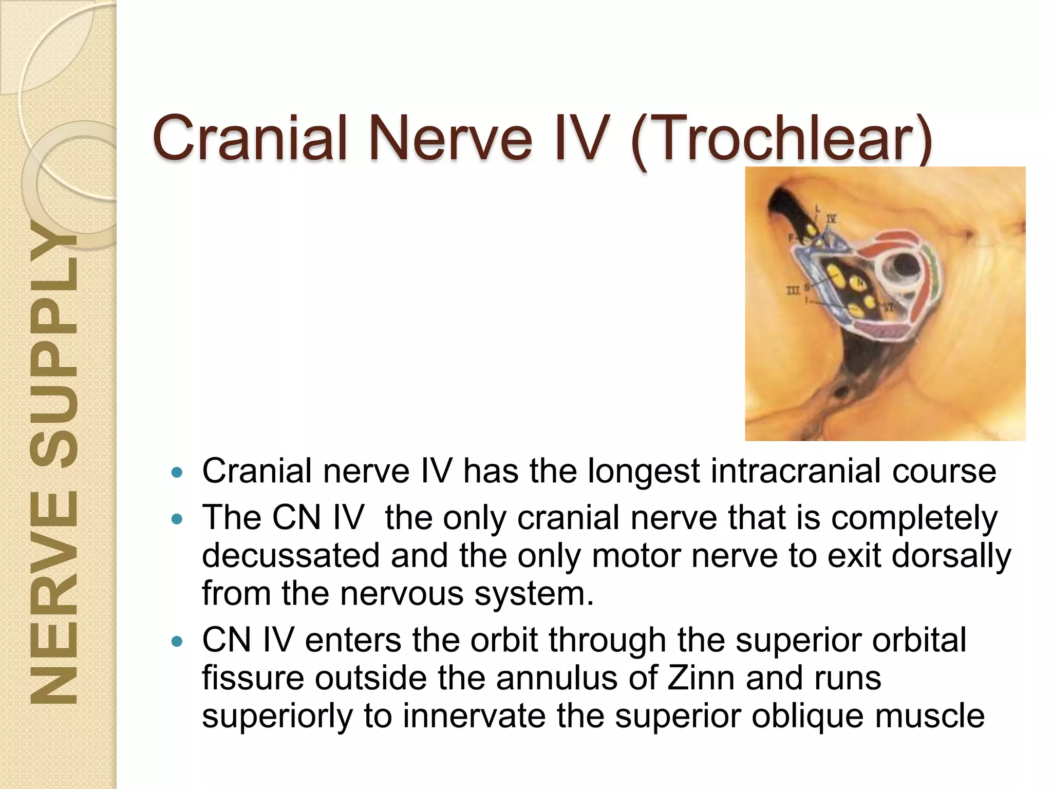 Cranial Nerve IV (Trochlear)
 Cranial nerve IV has the longest intracranial course
 The CN IV the only cranial nerve that is completely
decussated and the only motor nerve to exit dorsally
from the nervous system.
 CN IV enters the orbit through the superior orbital
fissure outside the annulus of Zinn and runs
superiorly to innervate the superior oblique muscle
NERVESUPPLY
 