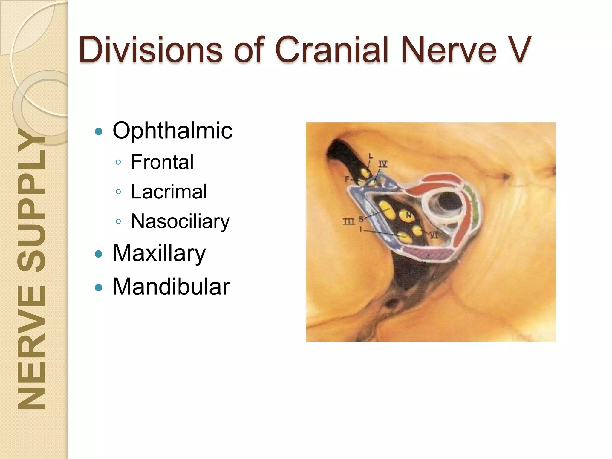 Divisions of Cranial Nerve V
 Ophthalmic
◦ Frontal
◦ Lacrimal
◦ Nasociliary
 Maxillary
 Mandibular
NERVESUPPLY
 