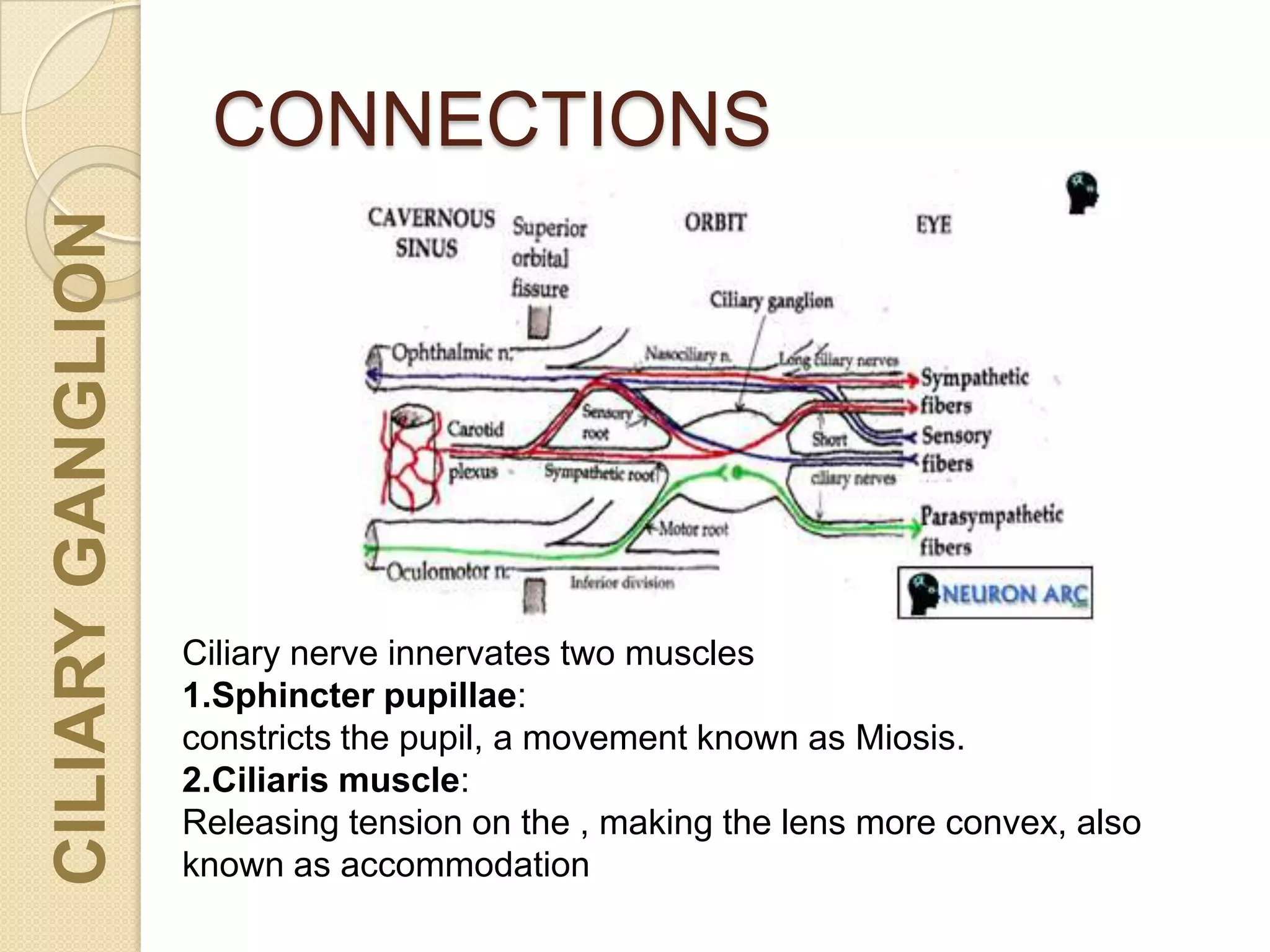 CONNECTIONS
Ciliary nerve innervates two muscles
1.Sphincter pupillae:
constricts the pupil, a movement known as Miosis.
2.Ciliaris muscle:
Releasing tension on the , making the lens more convex, also
known as accommodation
CILIARYGANGLION
 