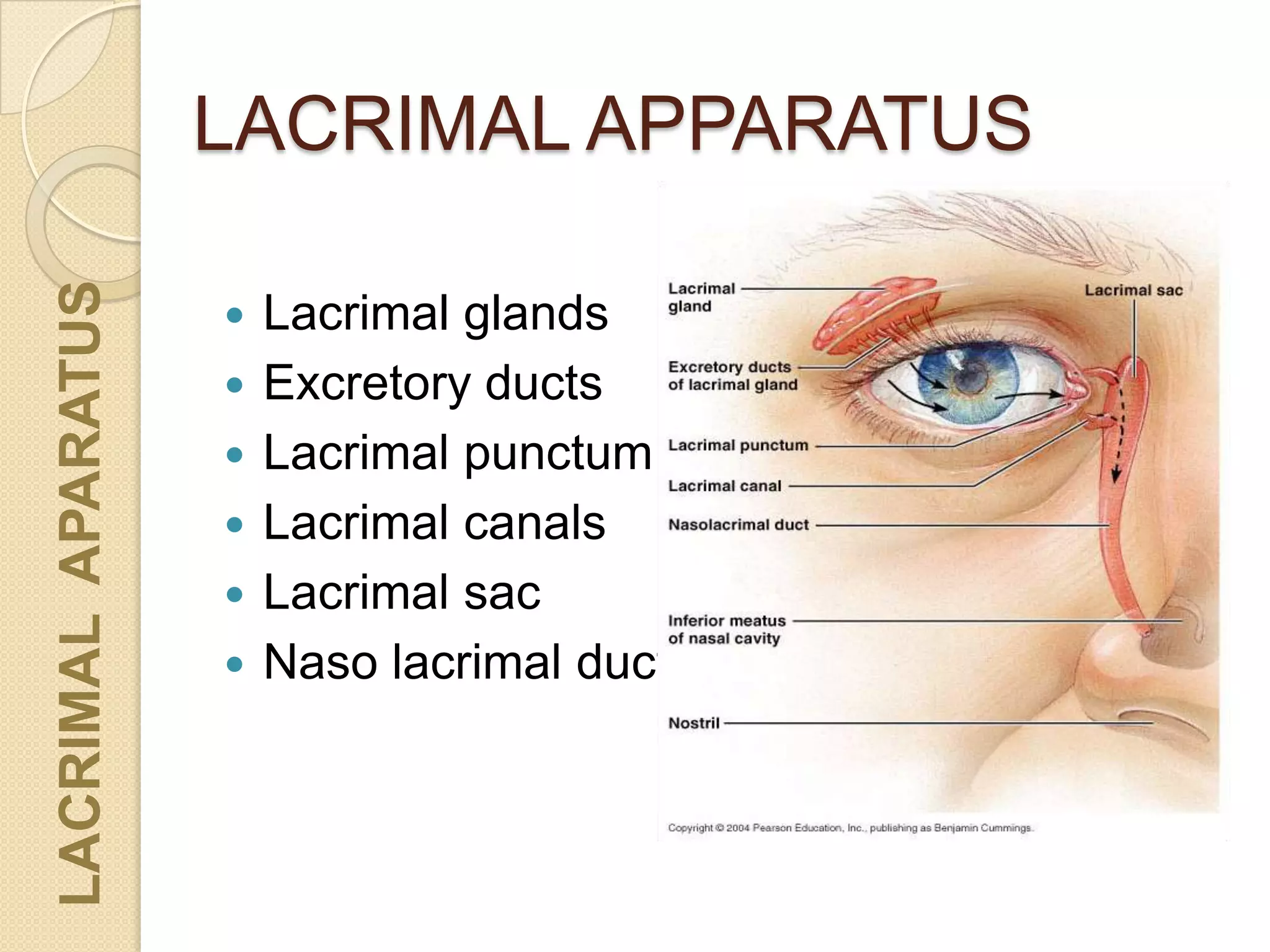 LACRIMAL APPARATUS
LACRIMALAPARATUS
 Lacrimal glands
 Excretory ducts
 Lacrimal punctum
 Lacrimal canals
 Lacrimal sac
 Naso lacrimal duct
 