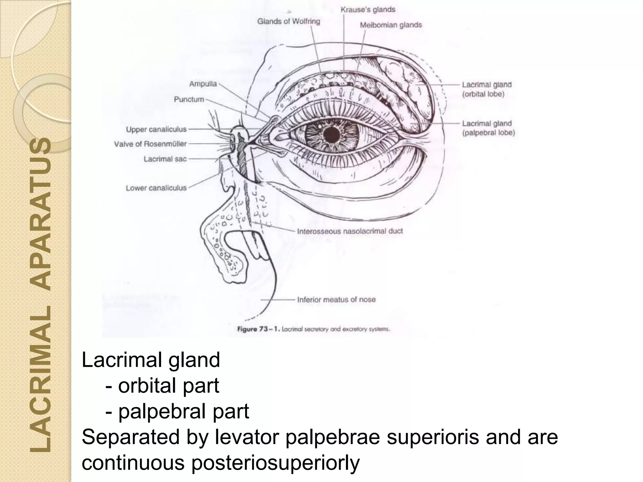 Lacrimal gland
- orbital part
- palpebral part
Separated by levator palpebrae superioris and are
continuous posteriosuperiorly
LACRIMALAPARATUS
 