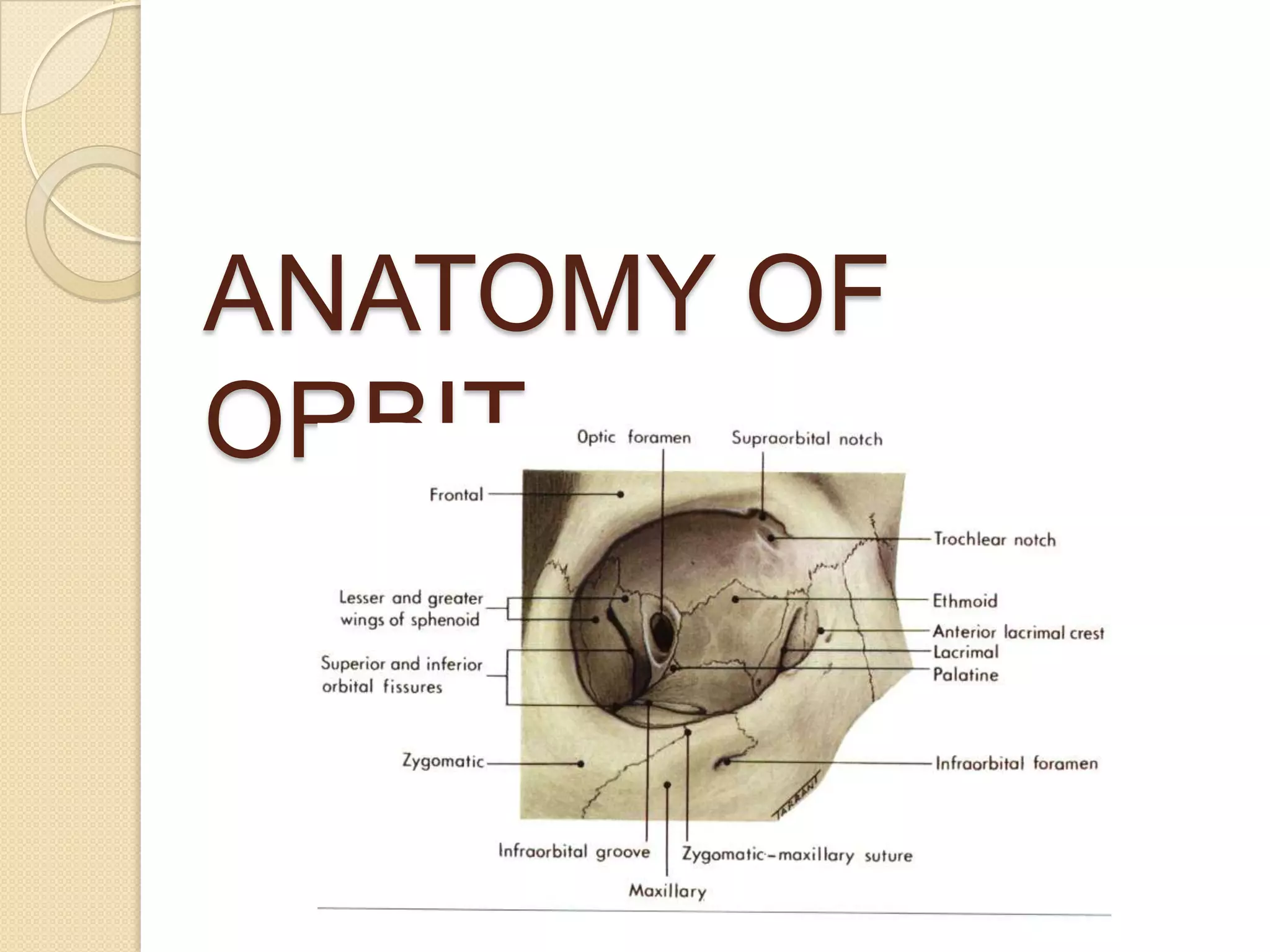 ANATOMY OF
ORBIT
 