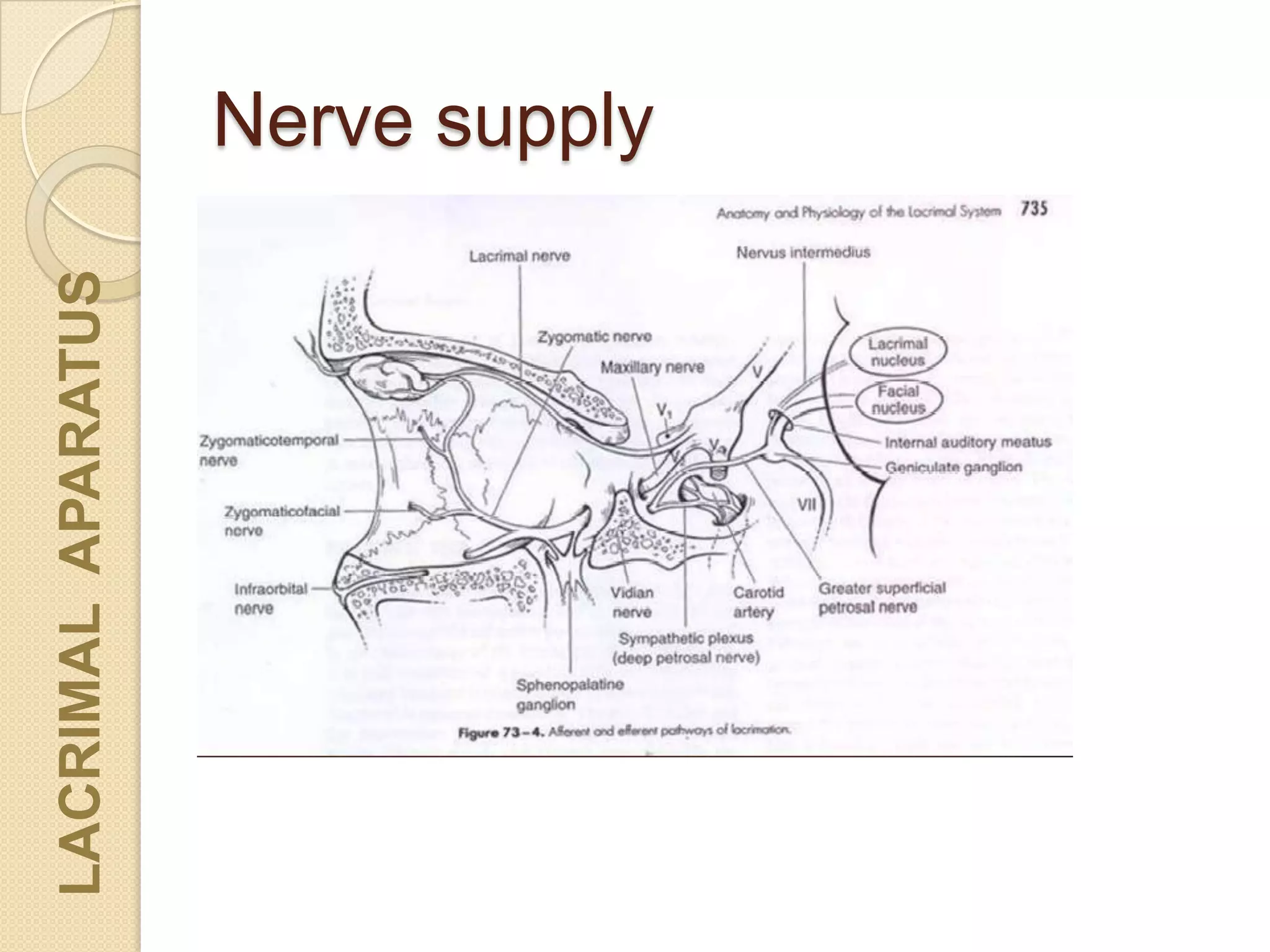 Nerve supply
LACRIMALAPARATUS
 