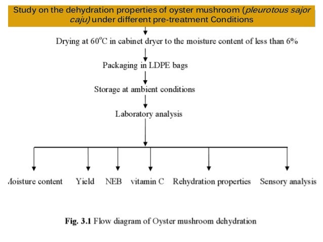 Thesis on oyster mushroom