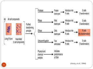 (Avery, et al., 1944)
15
 