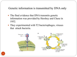 Genetic information is transmitted by DNA only
 The final evidence that DNA transmits genetic
information was provided by Hershey and Chase in
1952.
 They experimented with T2 bacteriophages, viruses
that attack bacteria.
17
 